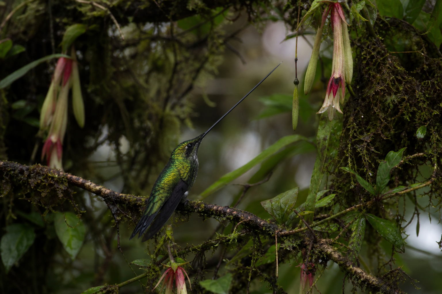 Sword-billed Hummingbird - Conservation Photography