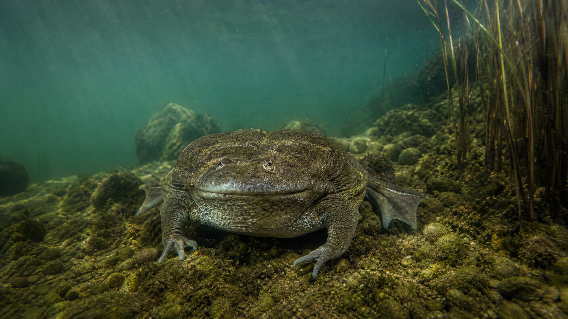 Titicaca Water Frog - Poster still