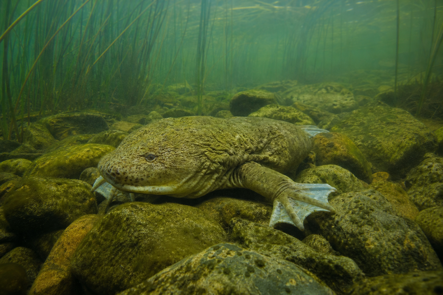 Titicaca Water Frog