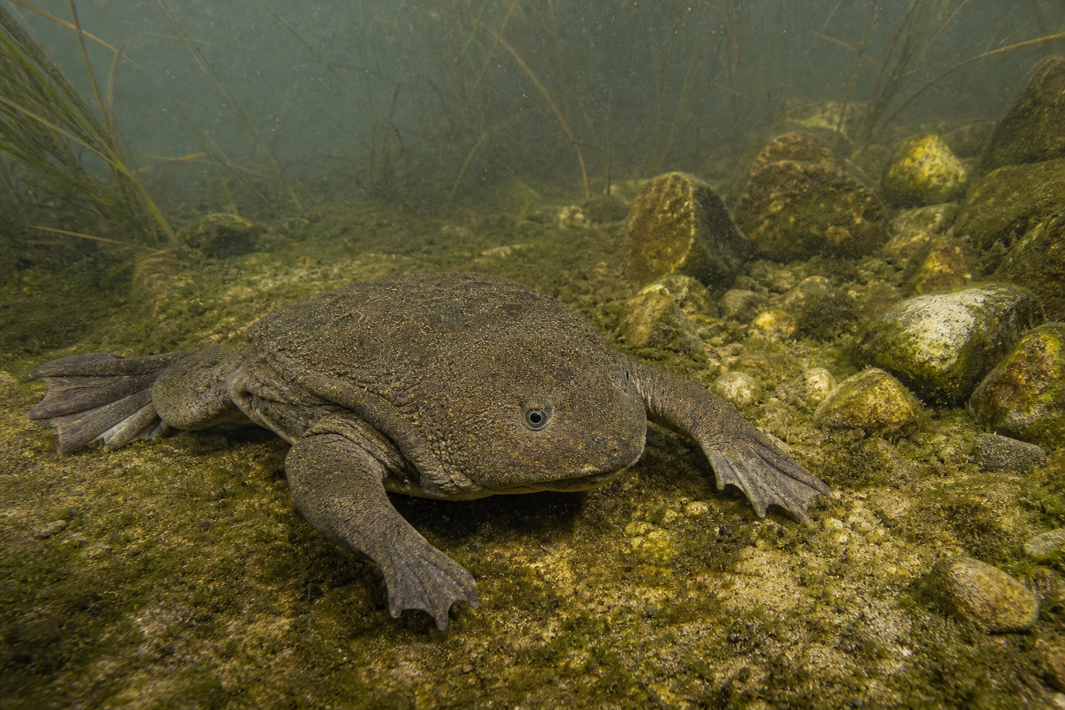 Titicaca Water Frog - Conservation Photography
