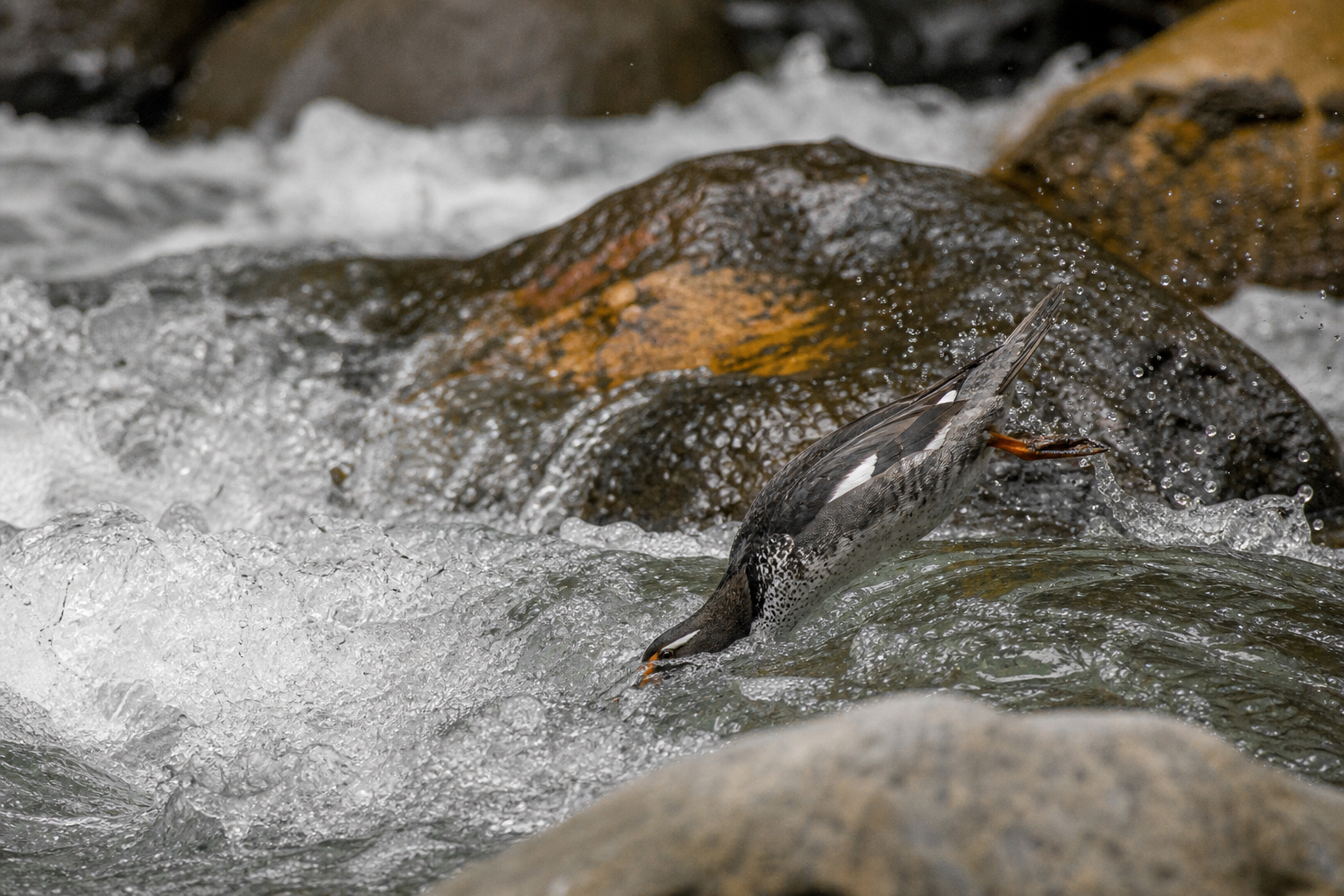 Torrent Duck - Conservation Photography