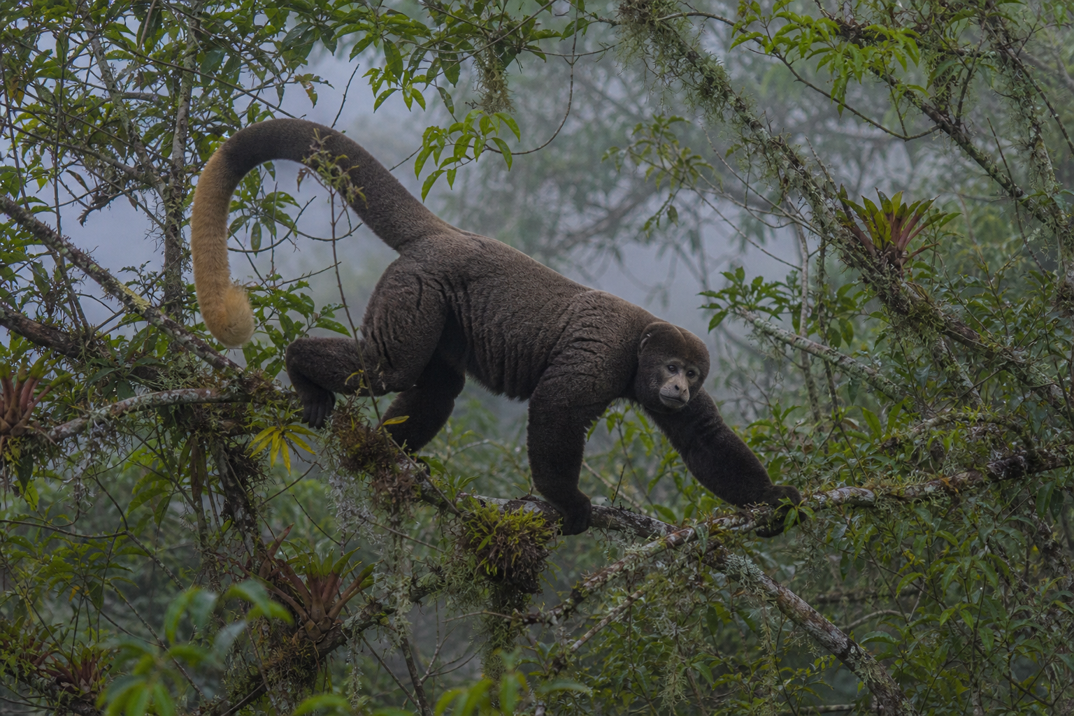 Yellow-tailed Woolly Monkey