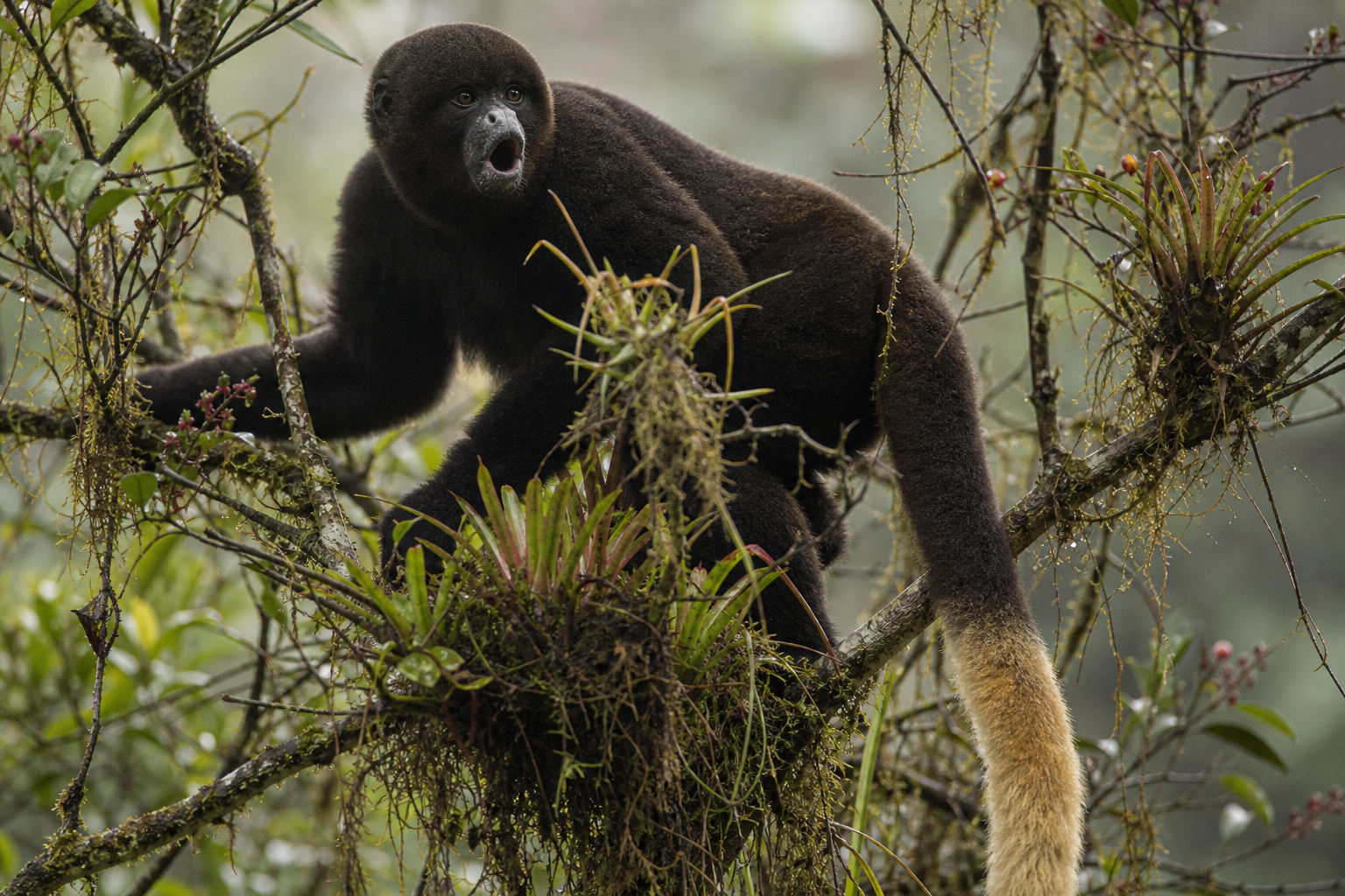 Yellow-tailed Woolly Monkey - Conservation Photography