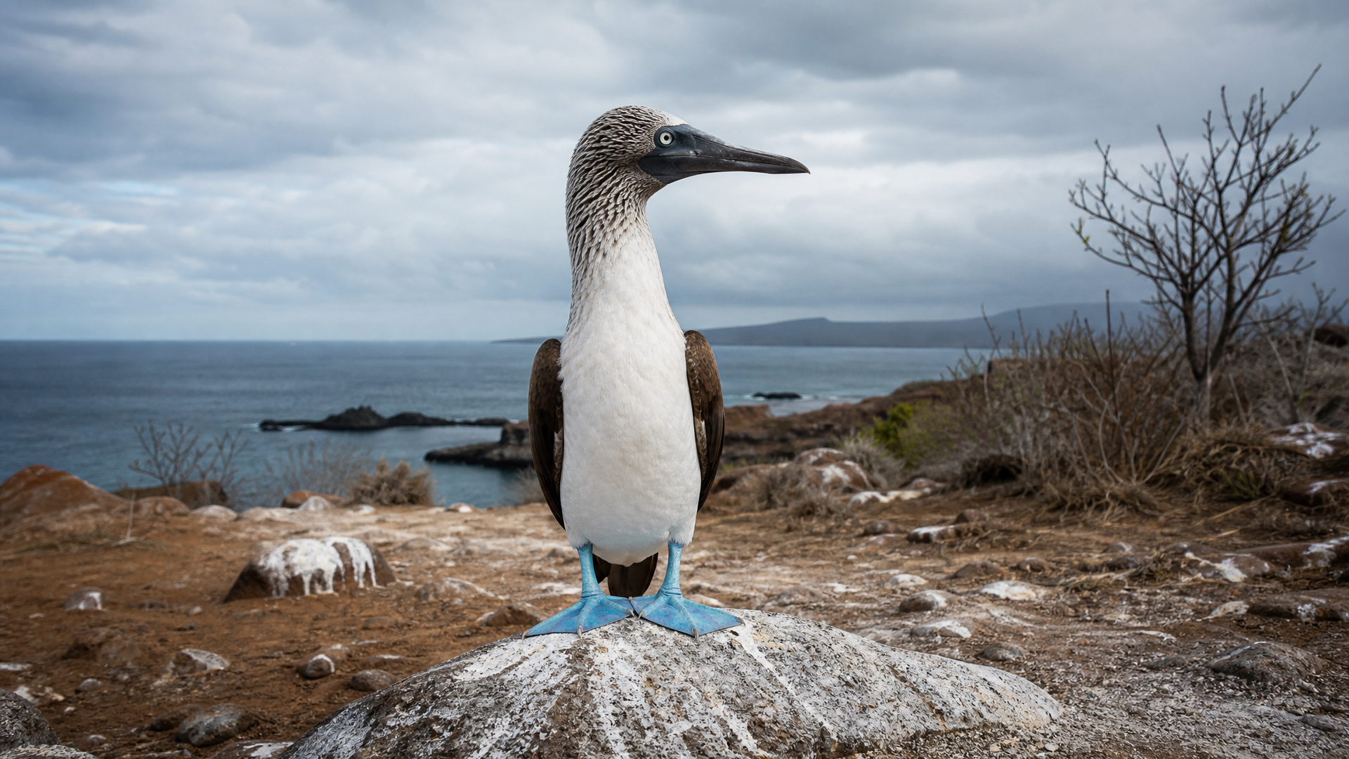 Blue-footed Booby - Poster still