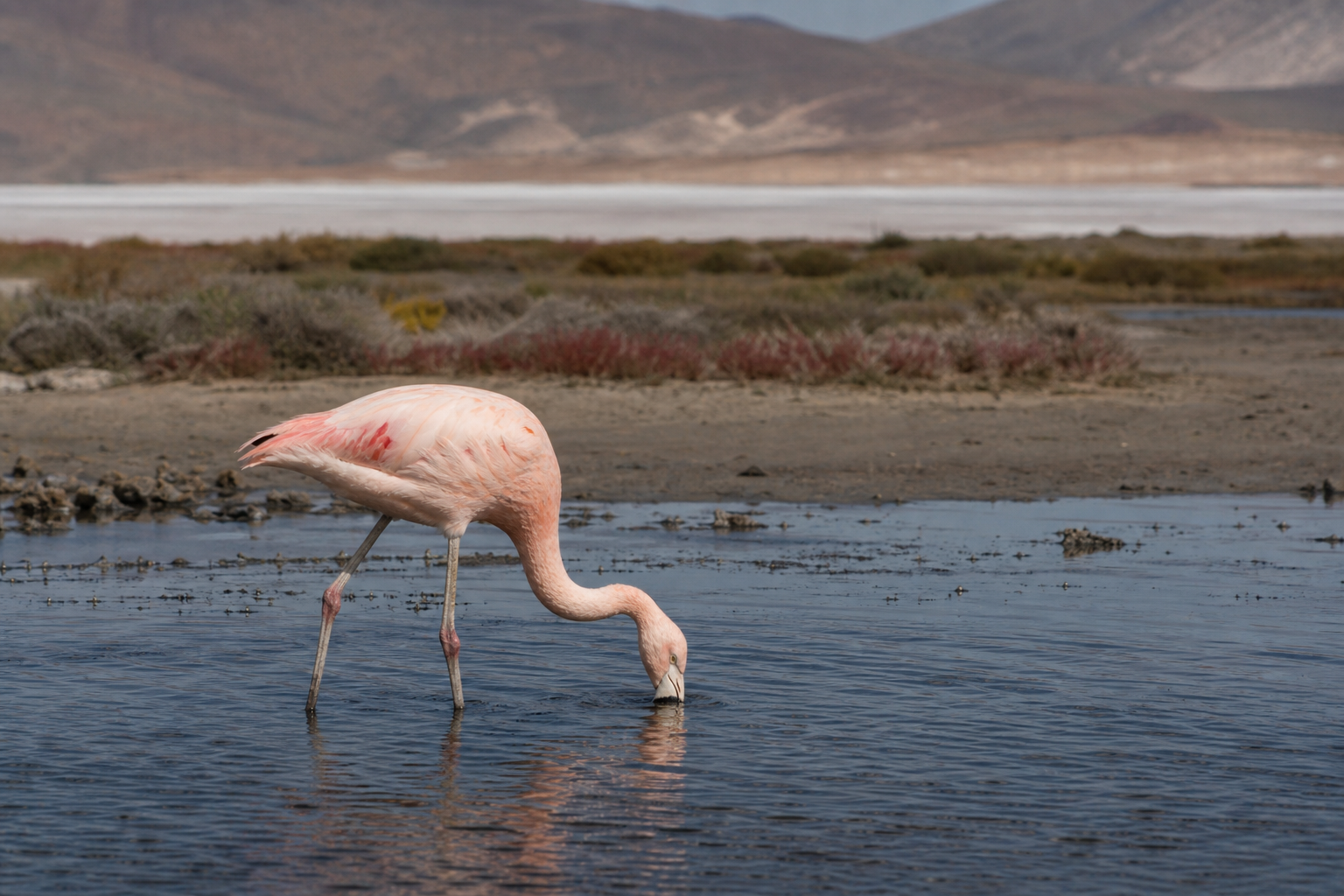 Chilean Flamingo