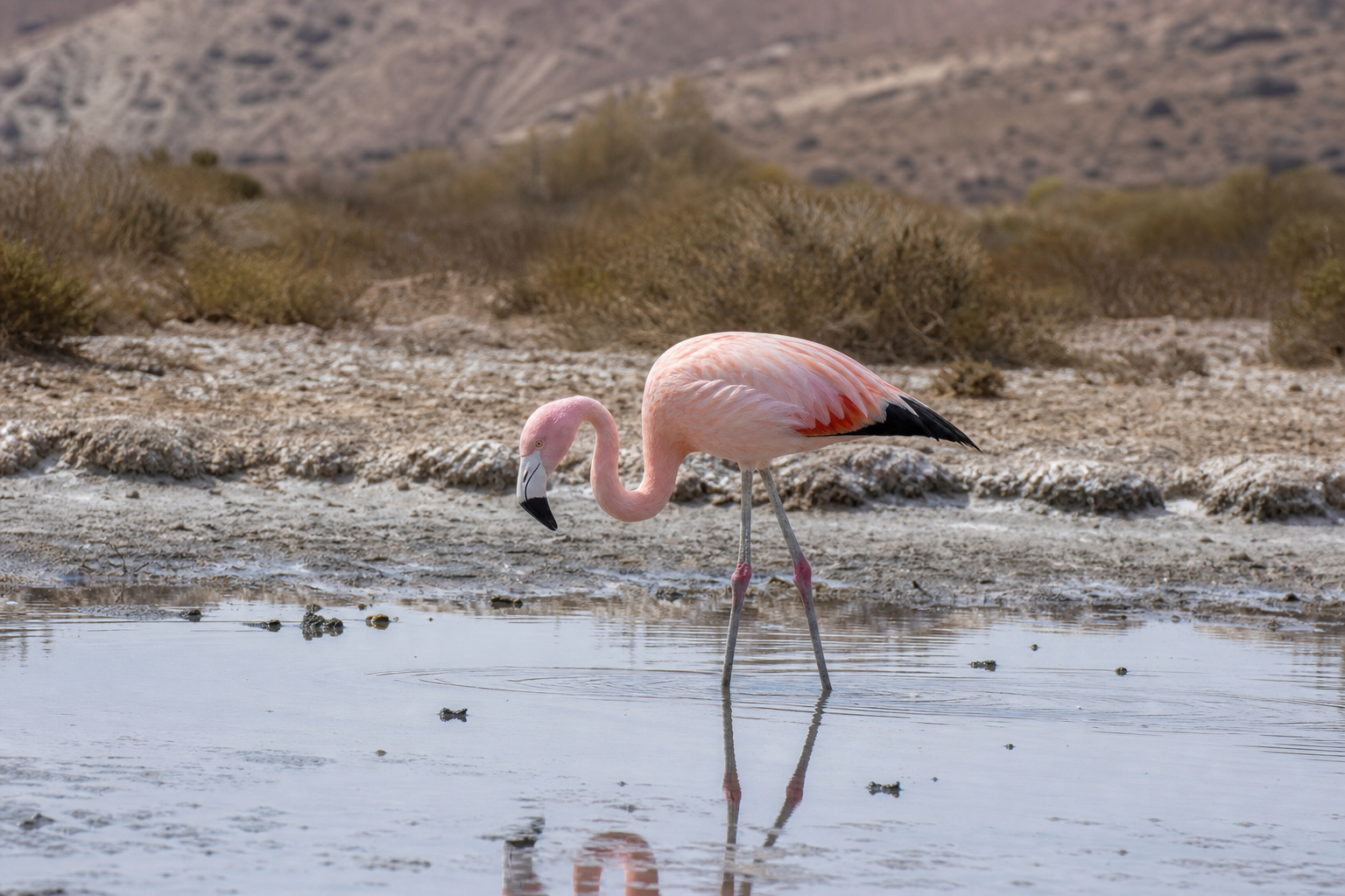 Chilean Flamingo - Conservation Photography