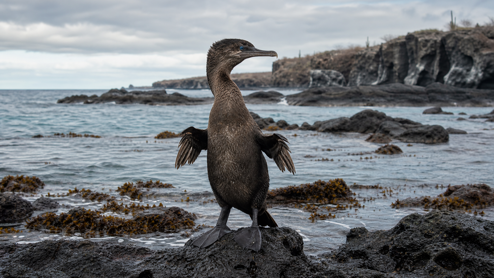 Flightless Cormorant - Poster still
