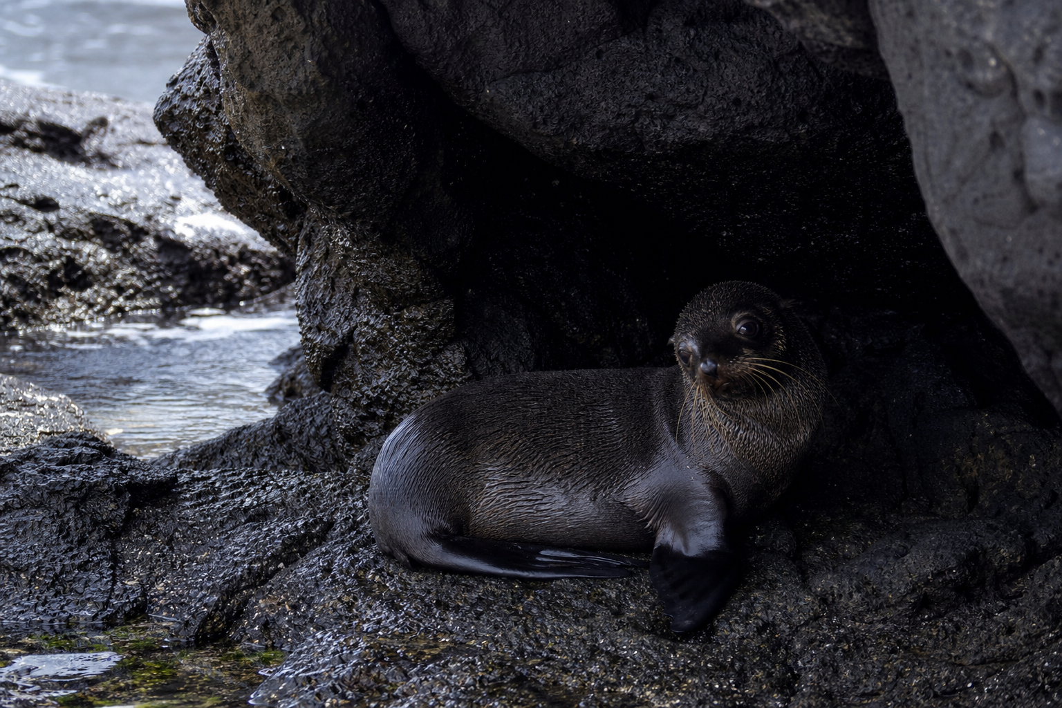 Galapagos Fur Seal