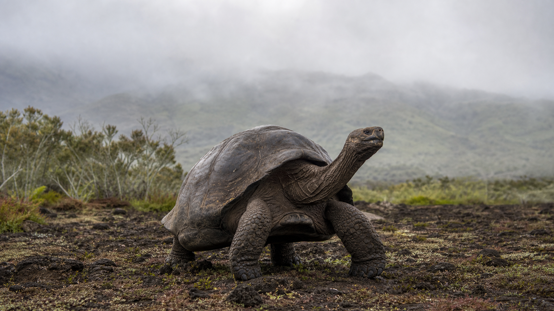Galapagos Giant Tortoise - Poster still