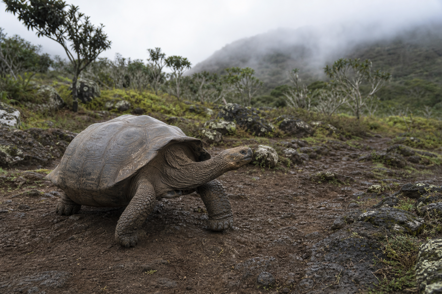 Galapagos Giant Tortoise