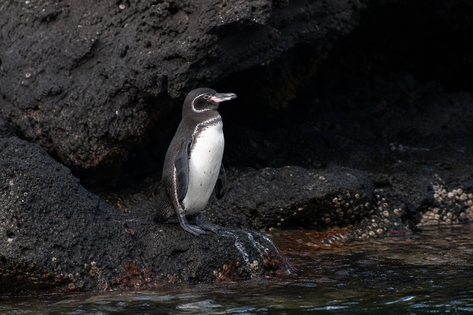 Galapagos Penguin