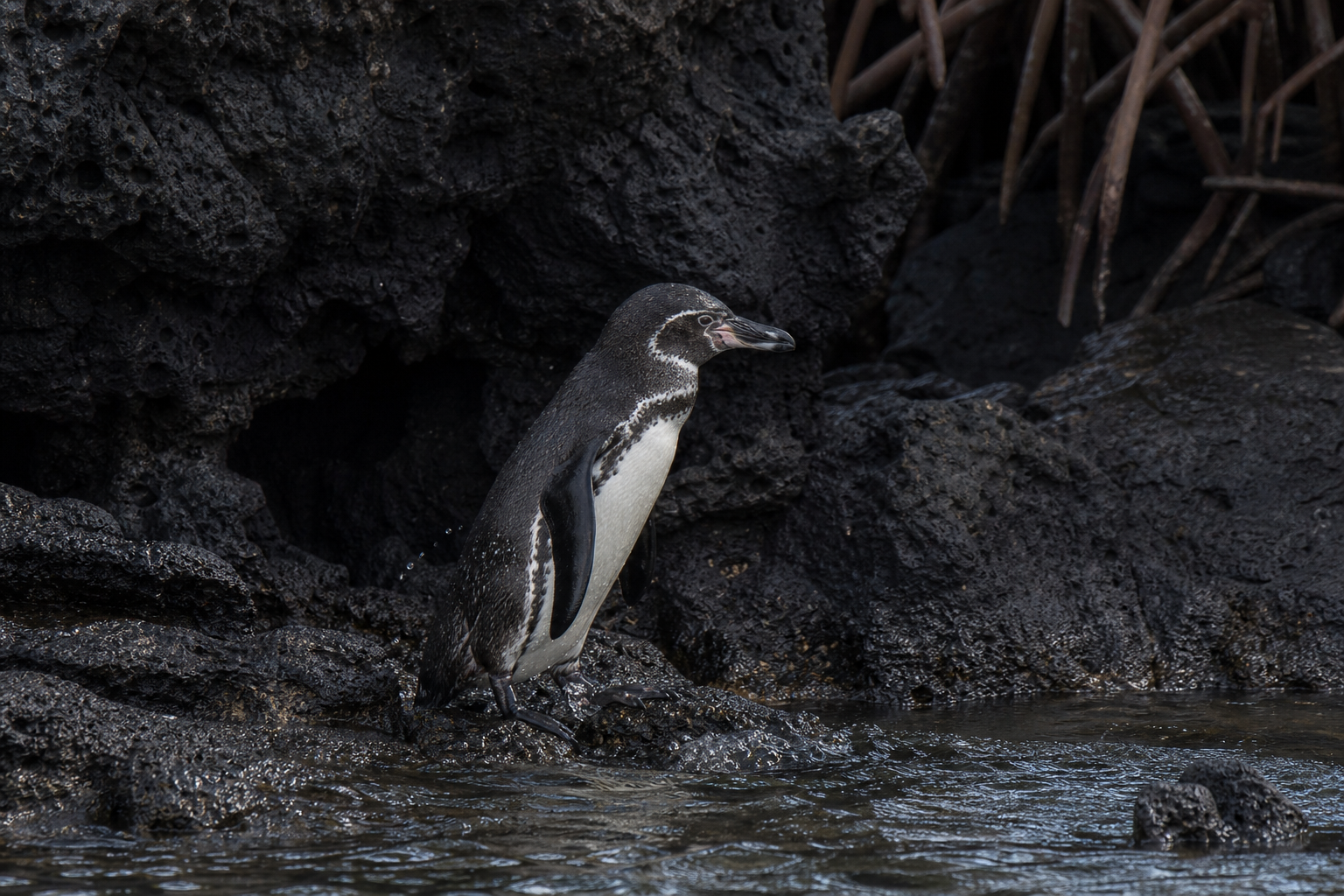 Galapagos Penguin - Conservation Photography