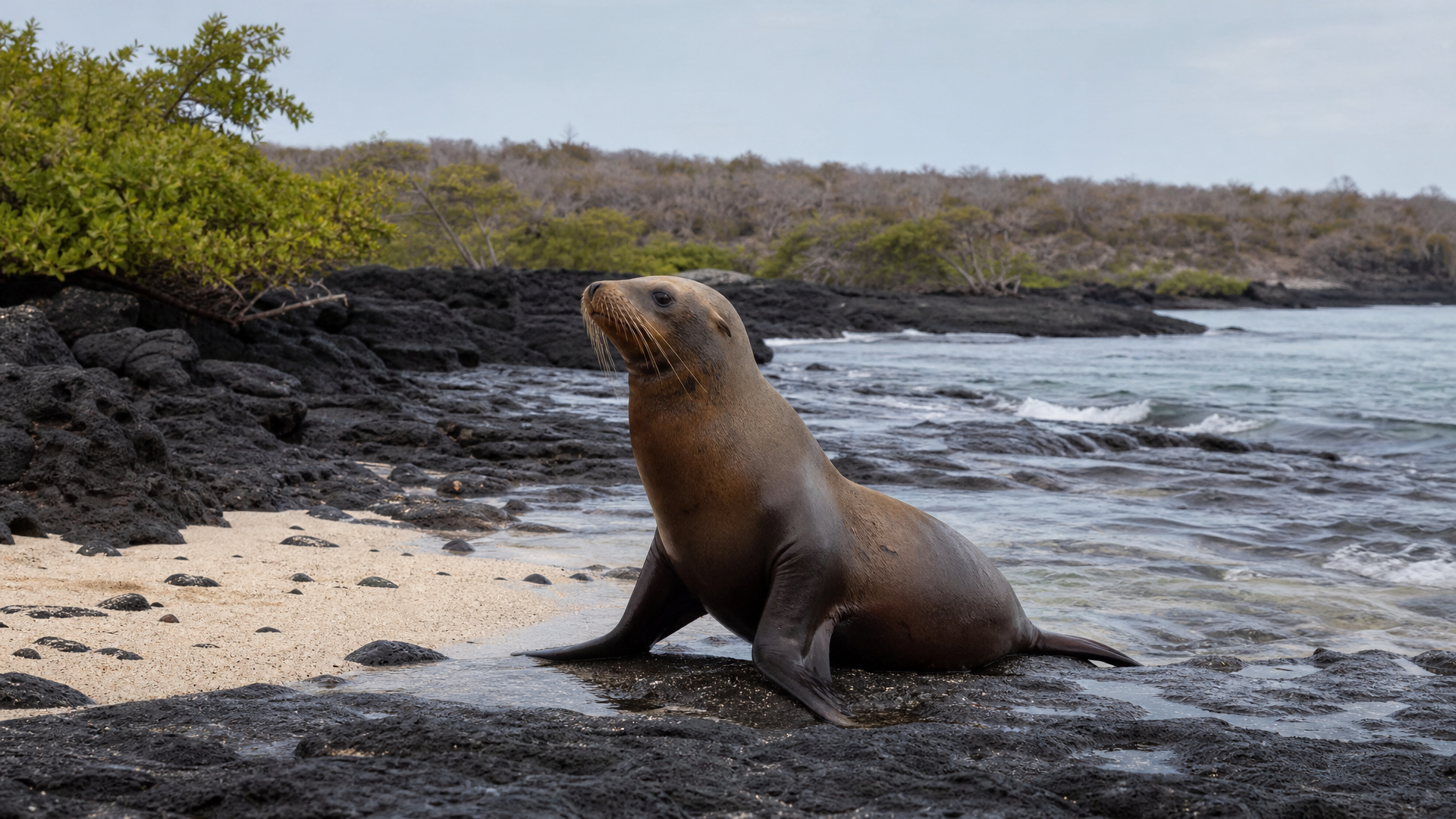 Galapagos Sea Lion - Poster still