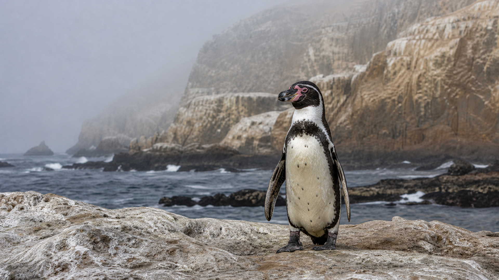 Humboldt Penguin - Poster still