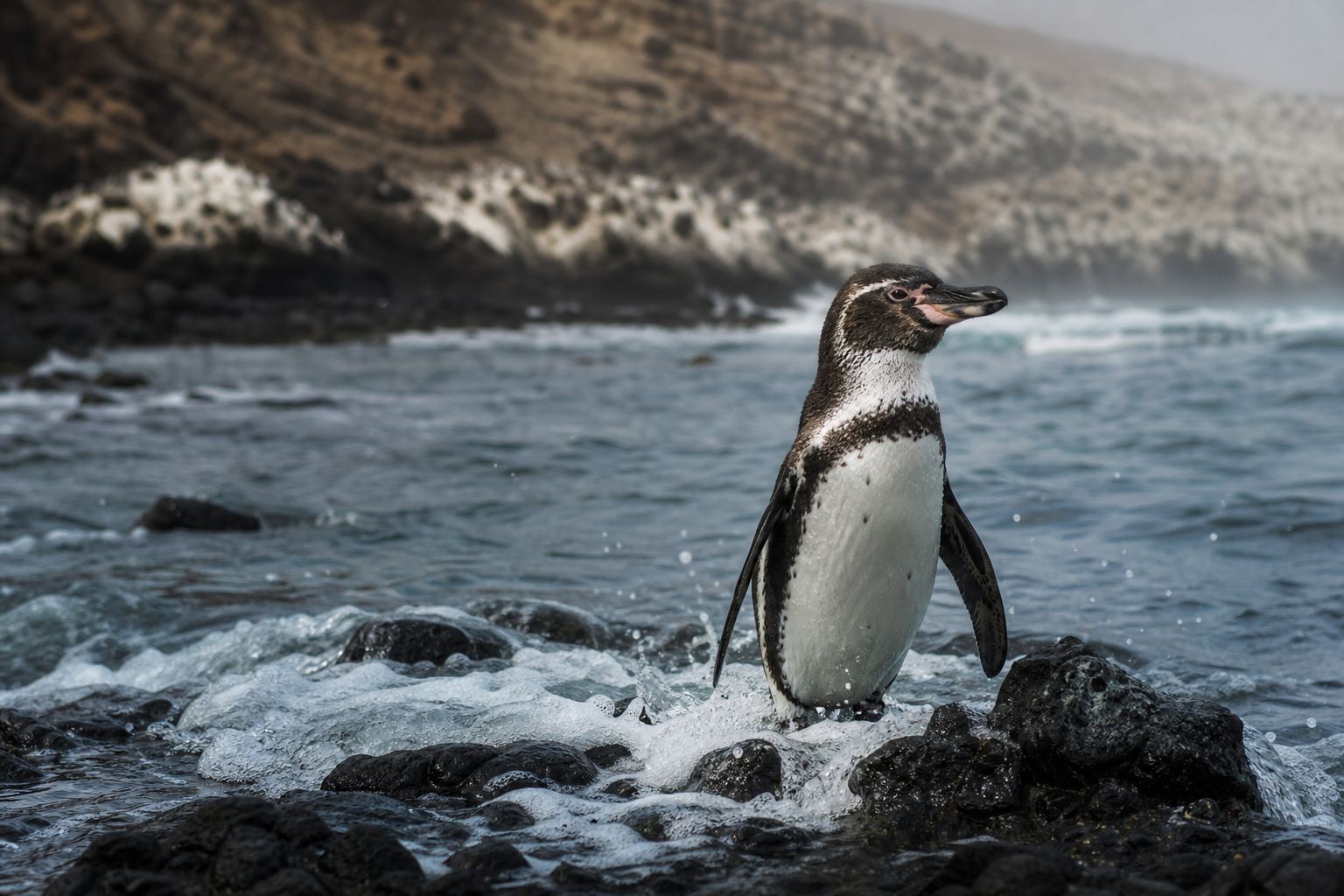 Humboldt Penguin - Conservation Photography