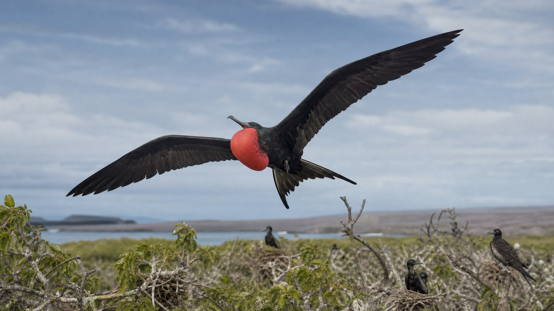 Magnificent Frigatebird - Poster still