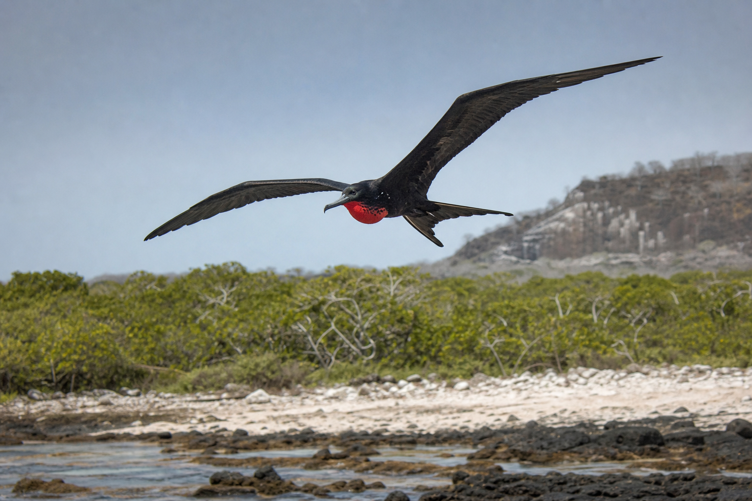 Magnificent Frigatebird - Conservation Photography