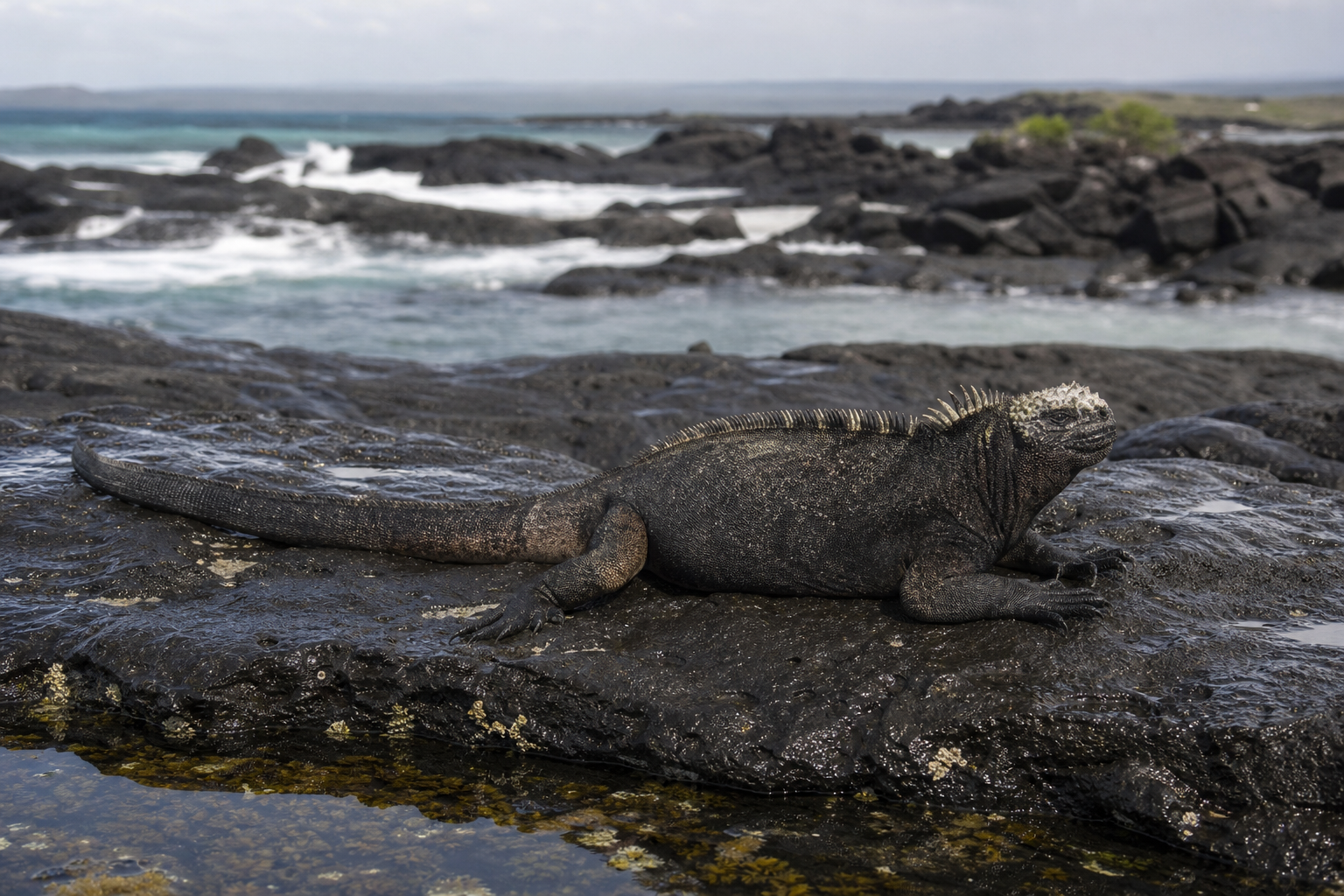 Marine Iguana