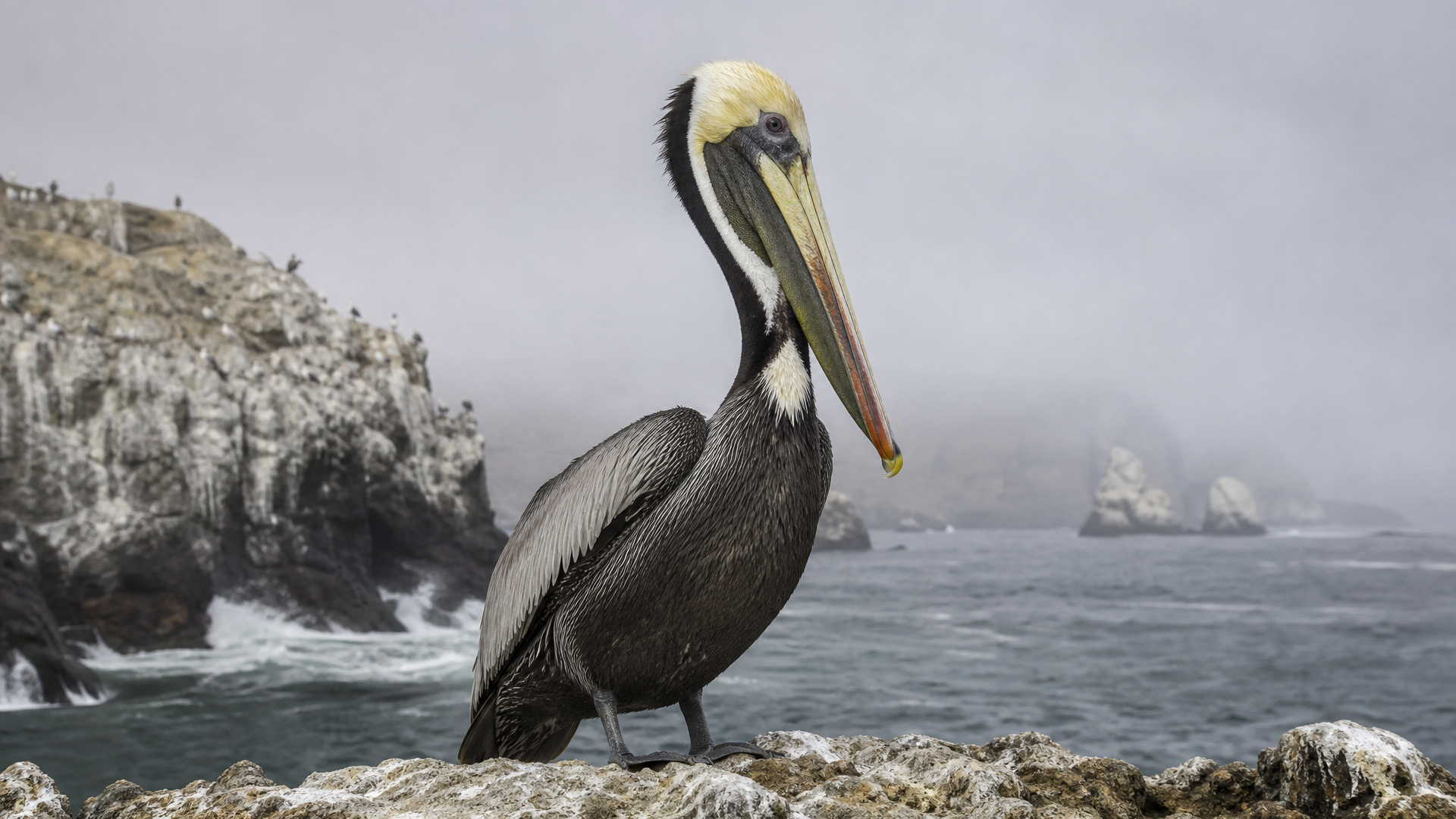 Peruvian Pelican - Poster still