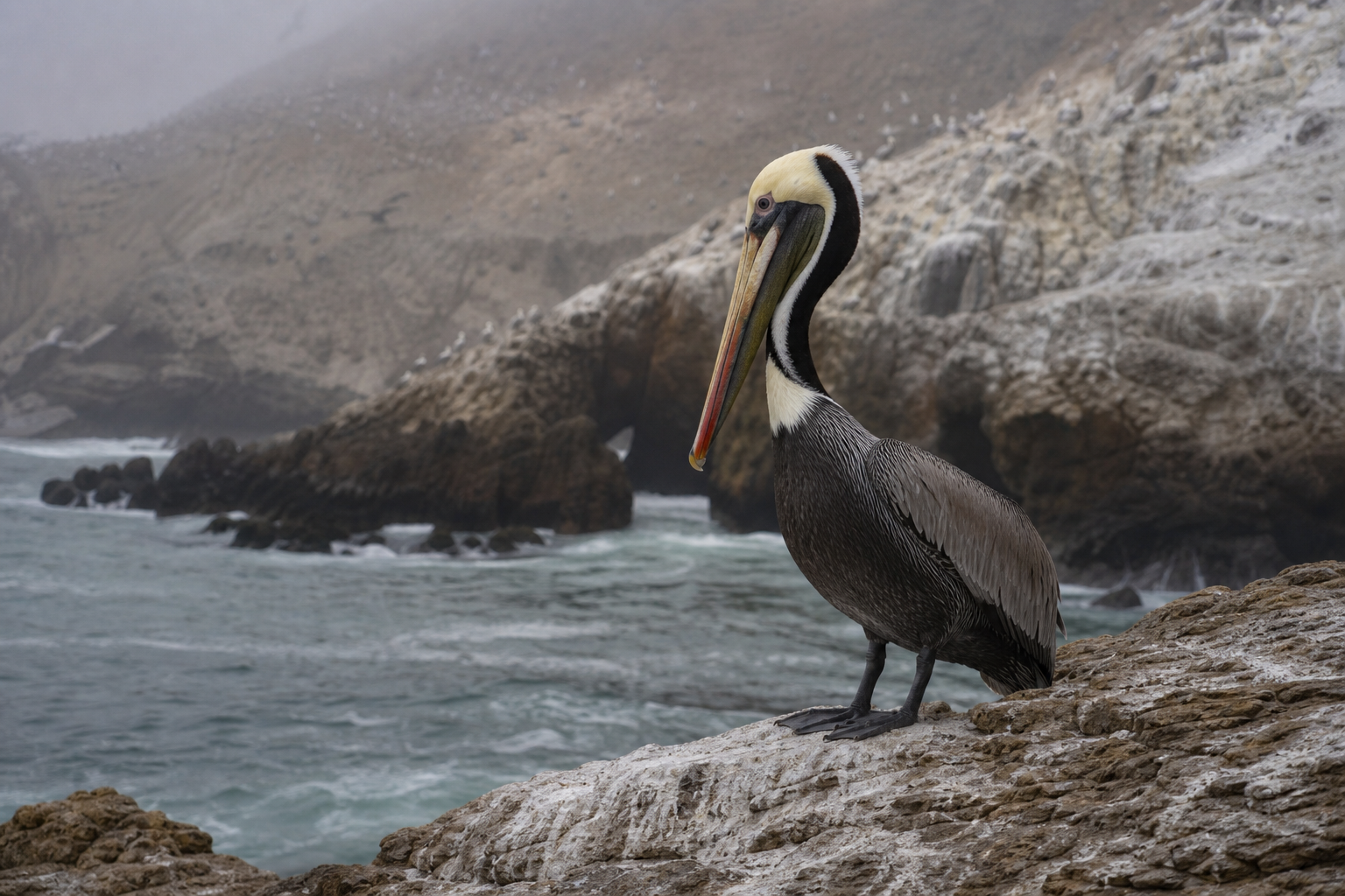 Peruvian Pelican