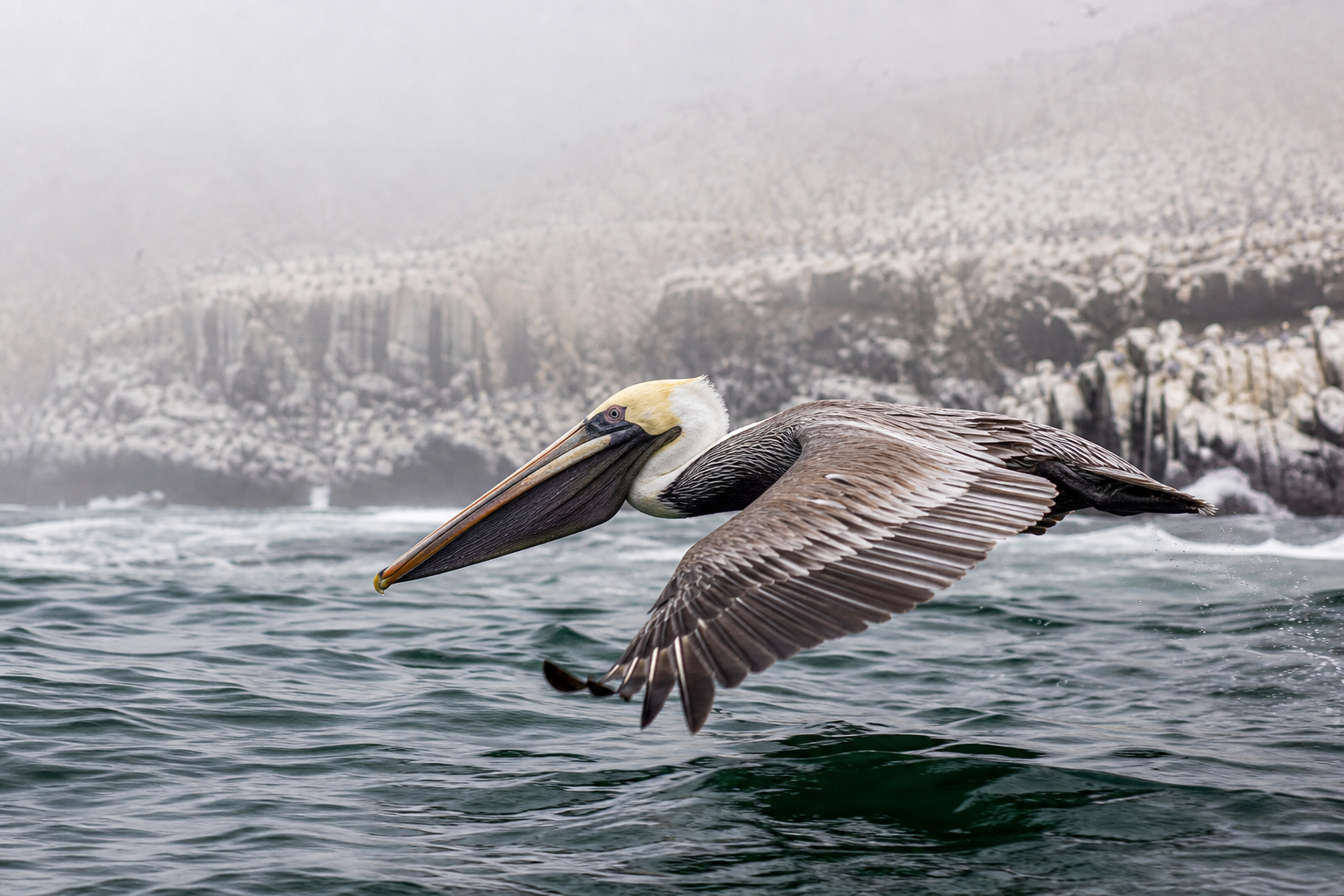 Peruvian Pelican - Conservation Photography