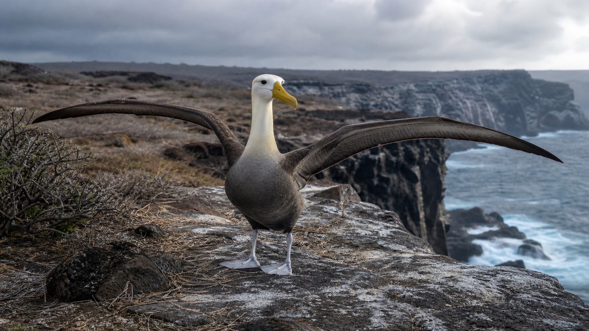 Waved Albatross - Poster still