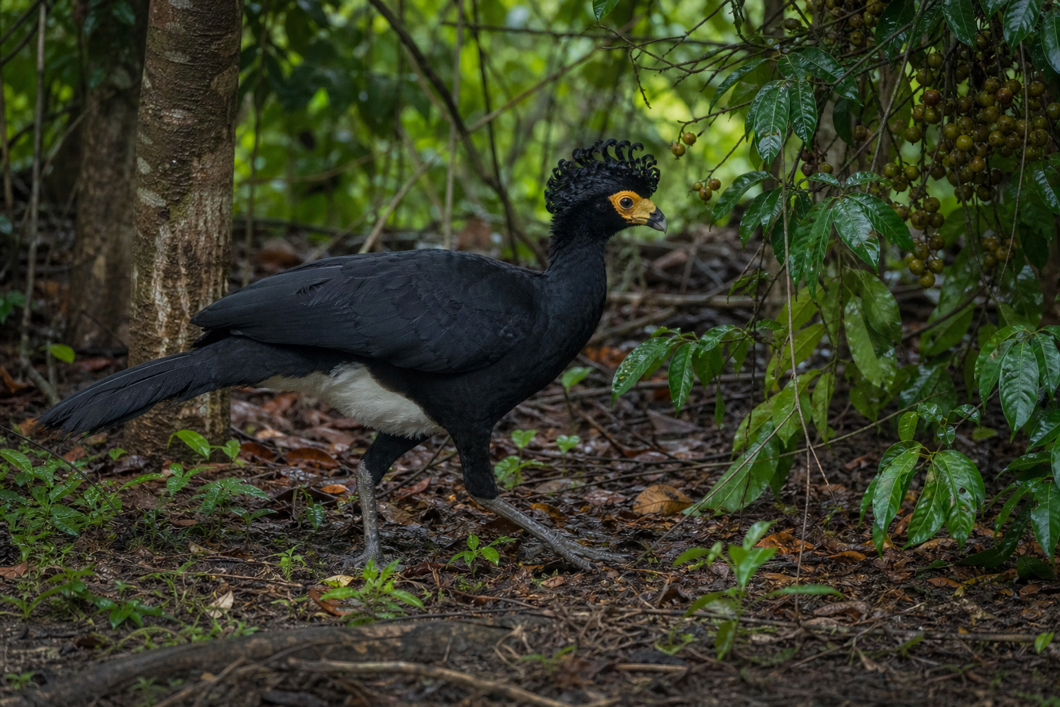 Bare-faced Curassow