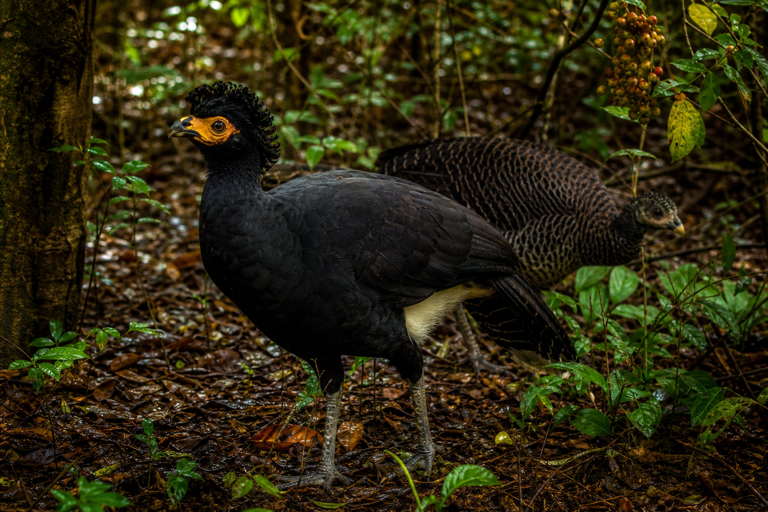 Bare-faced Curassow - Conservation Photography