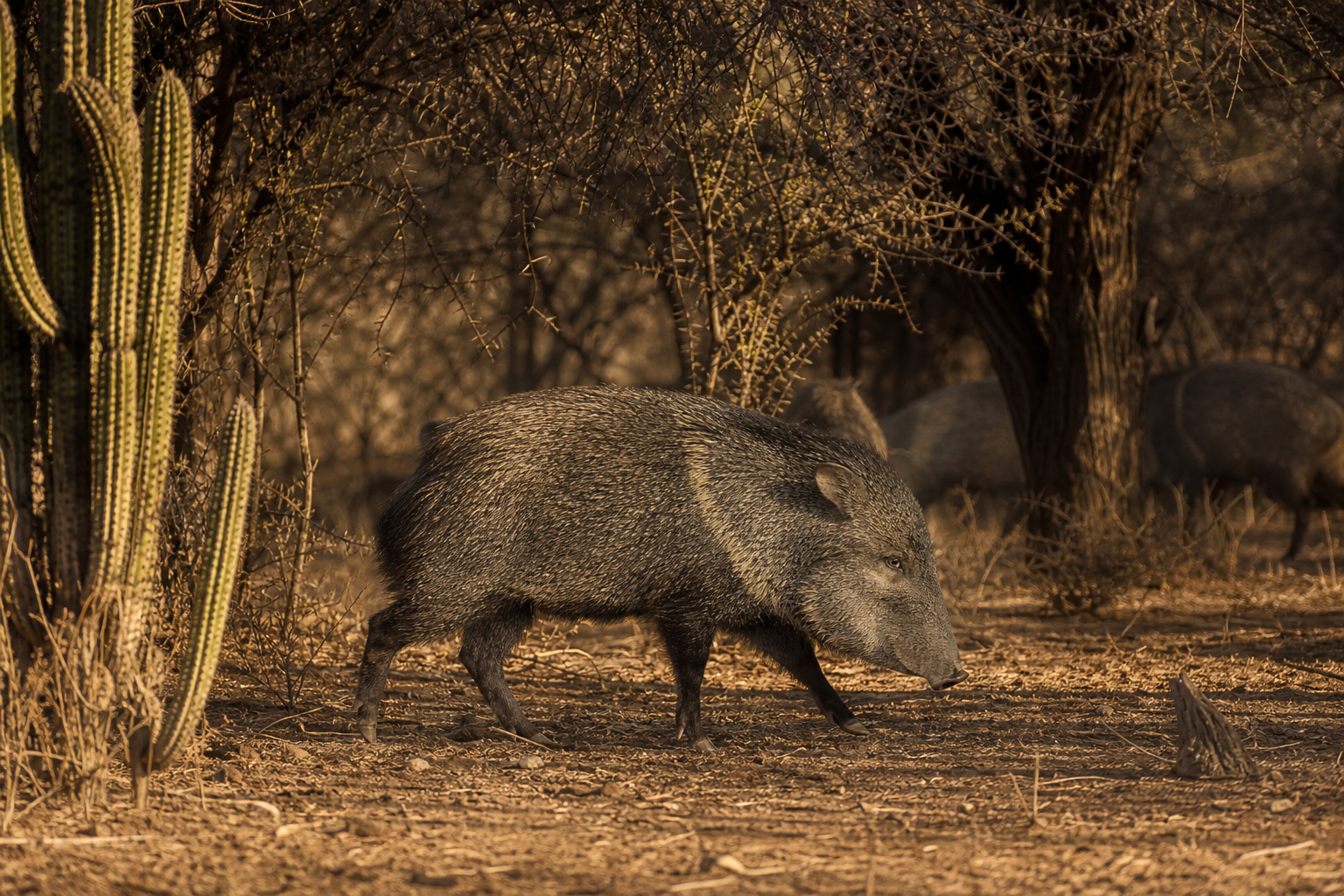 Chacoan Peccary