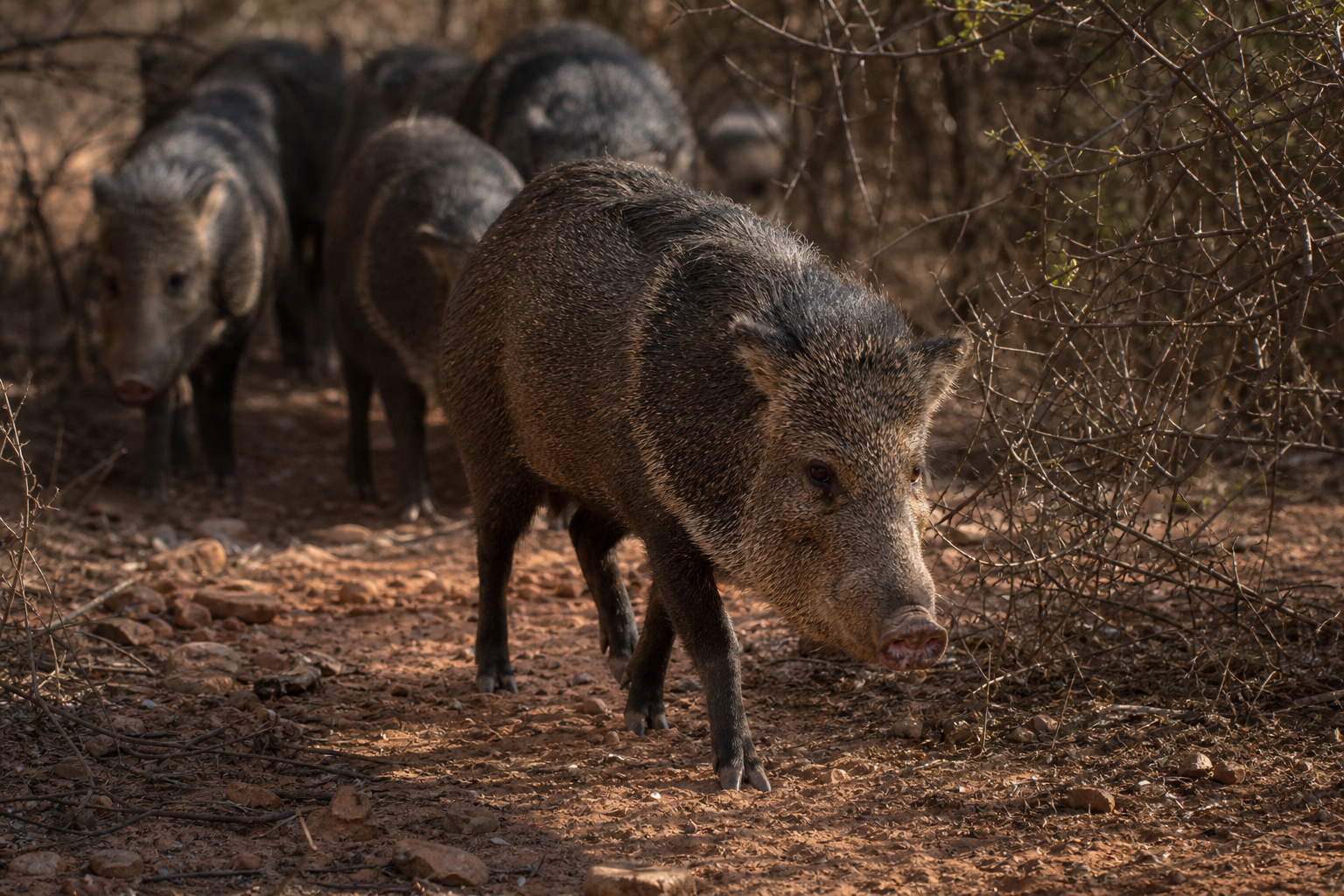 Chacoan Peccary - Conservation Photography