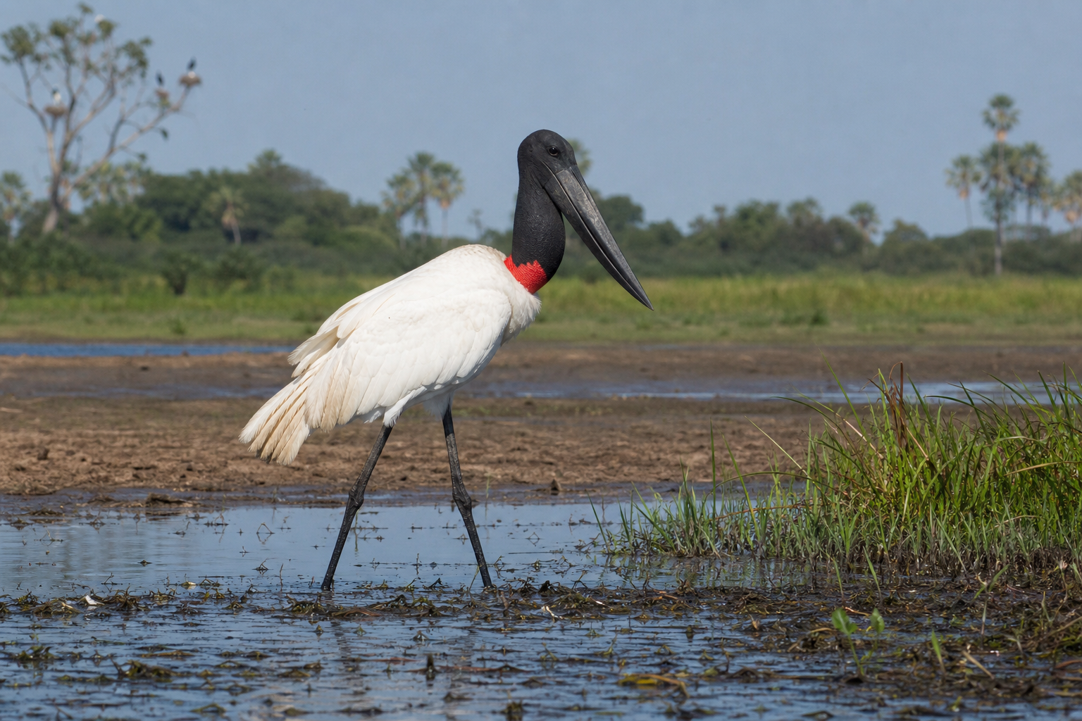 Jabiru