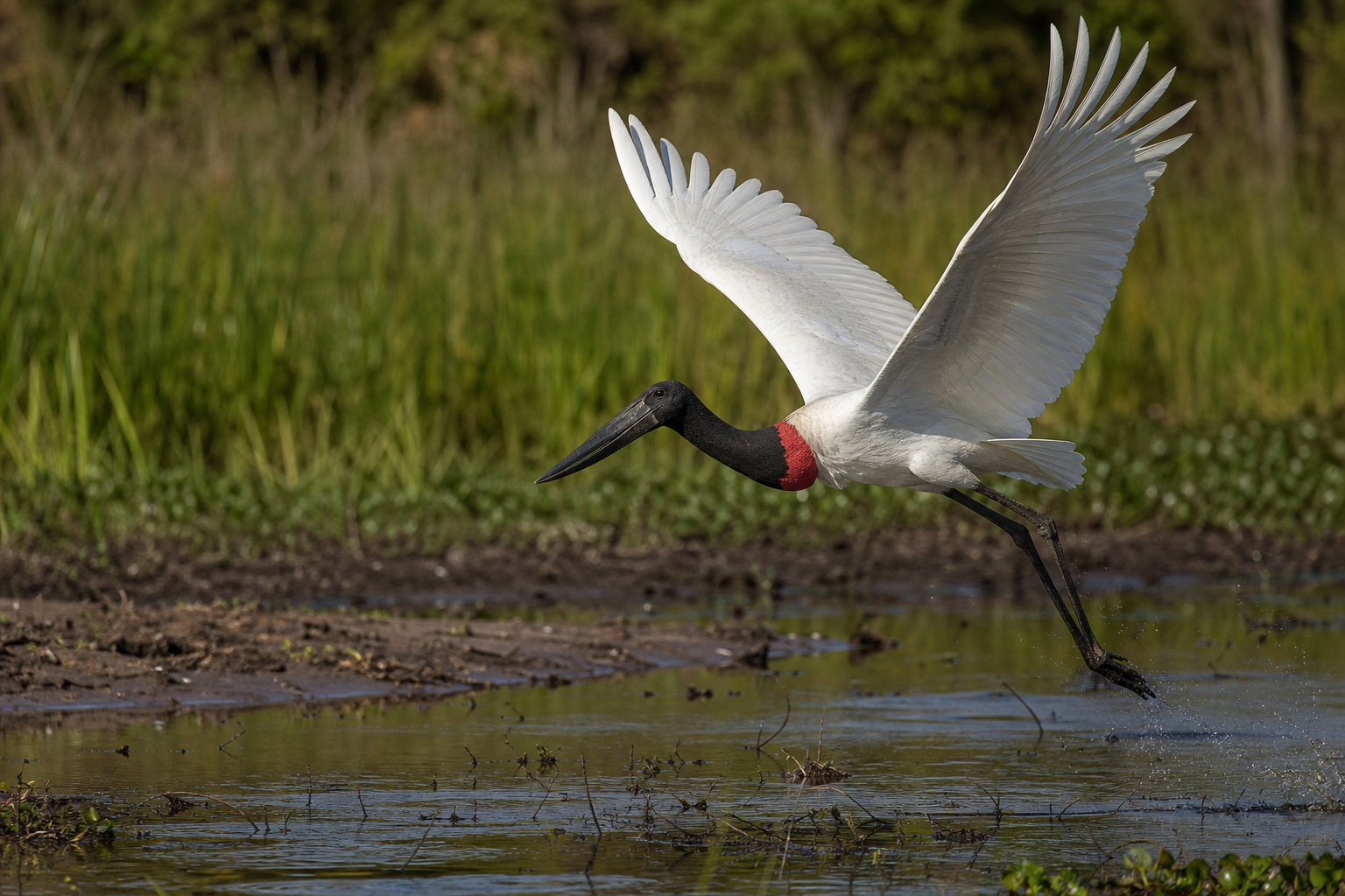 Jabiru - Conservation Photography