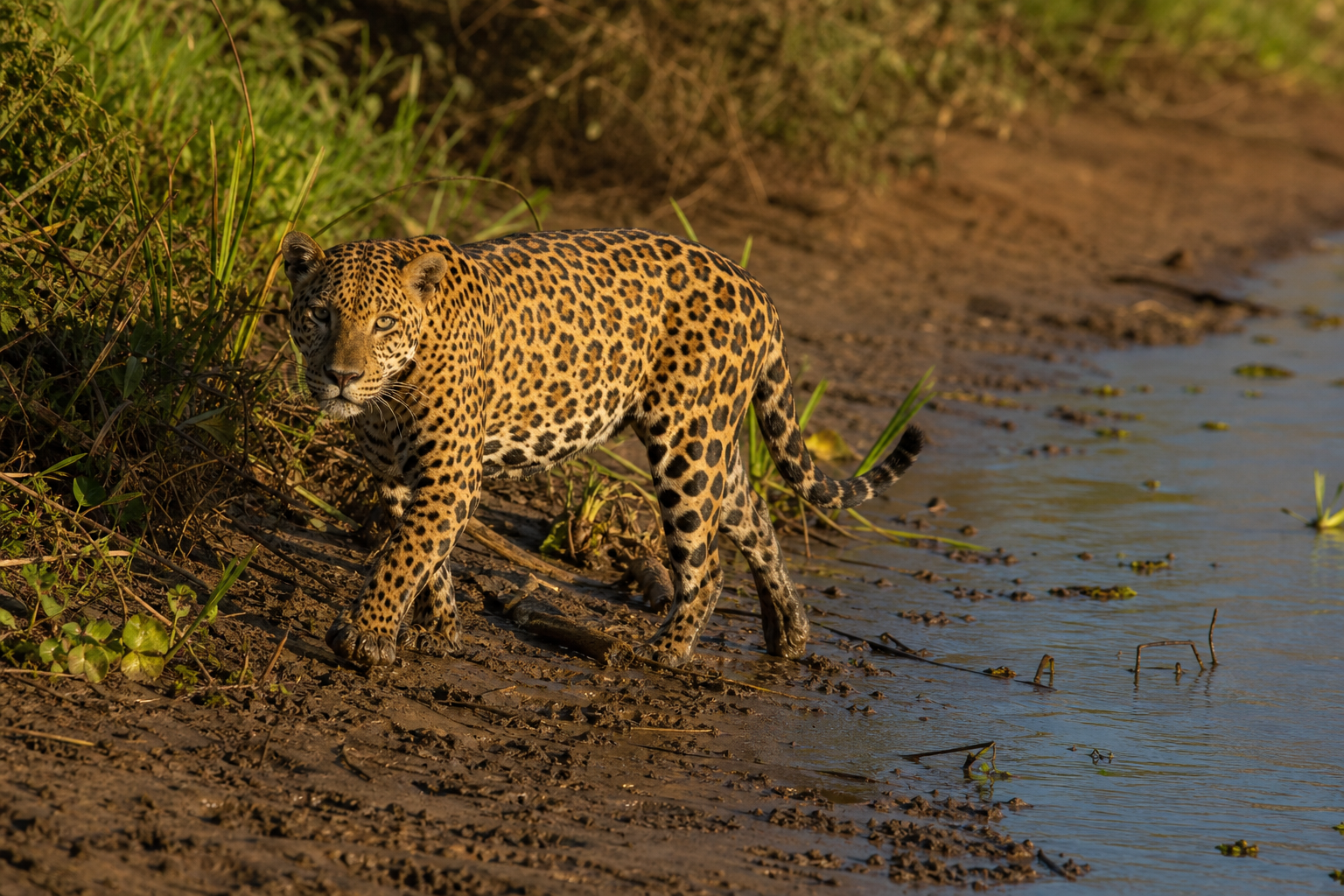 Jaguar