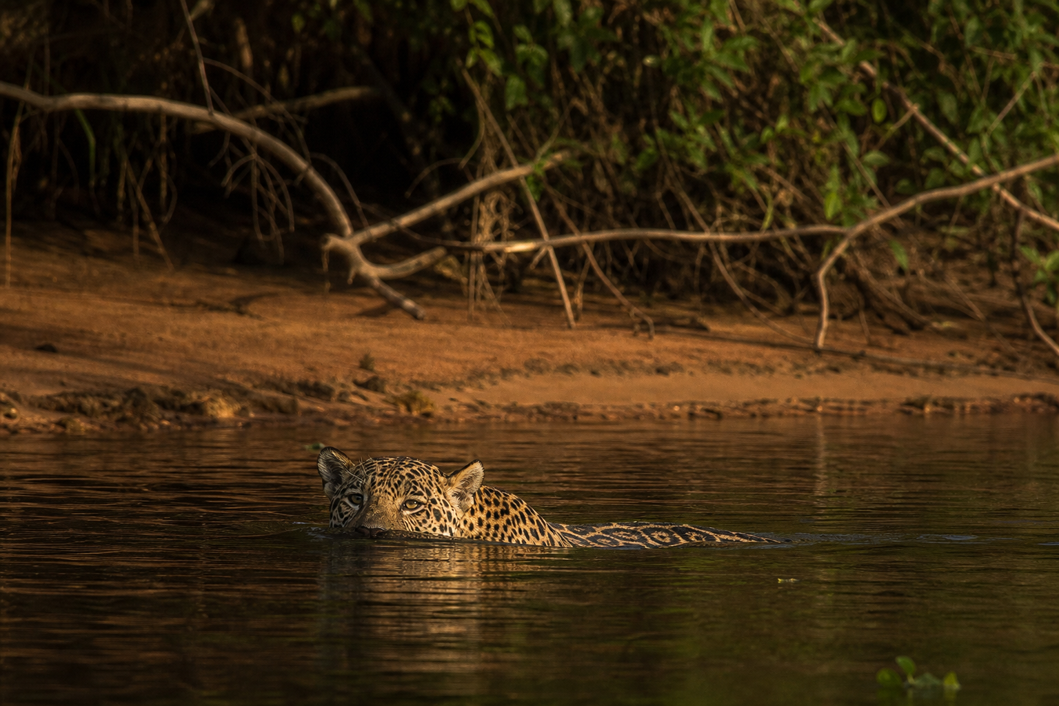Jaguar - Conservation Photography