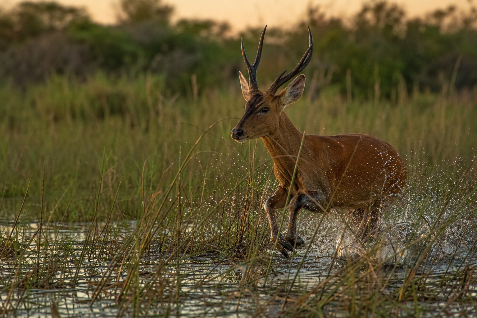 Marsh Deer - Conservation Photography