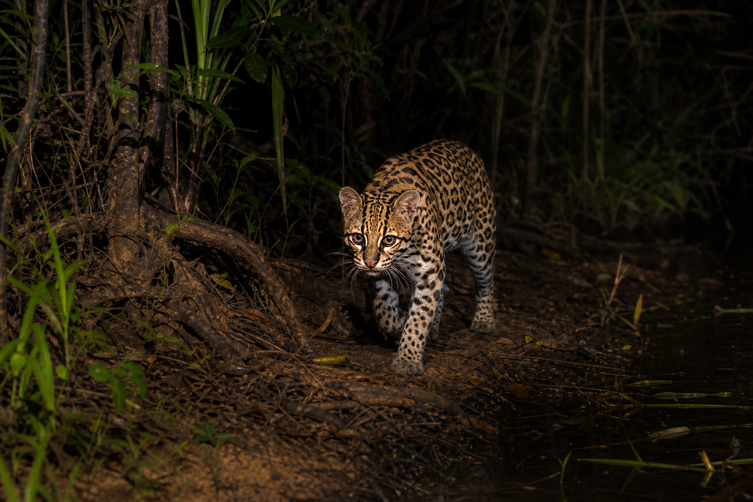 Ocelot
