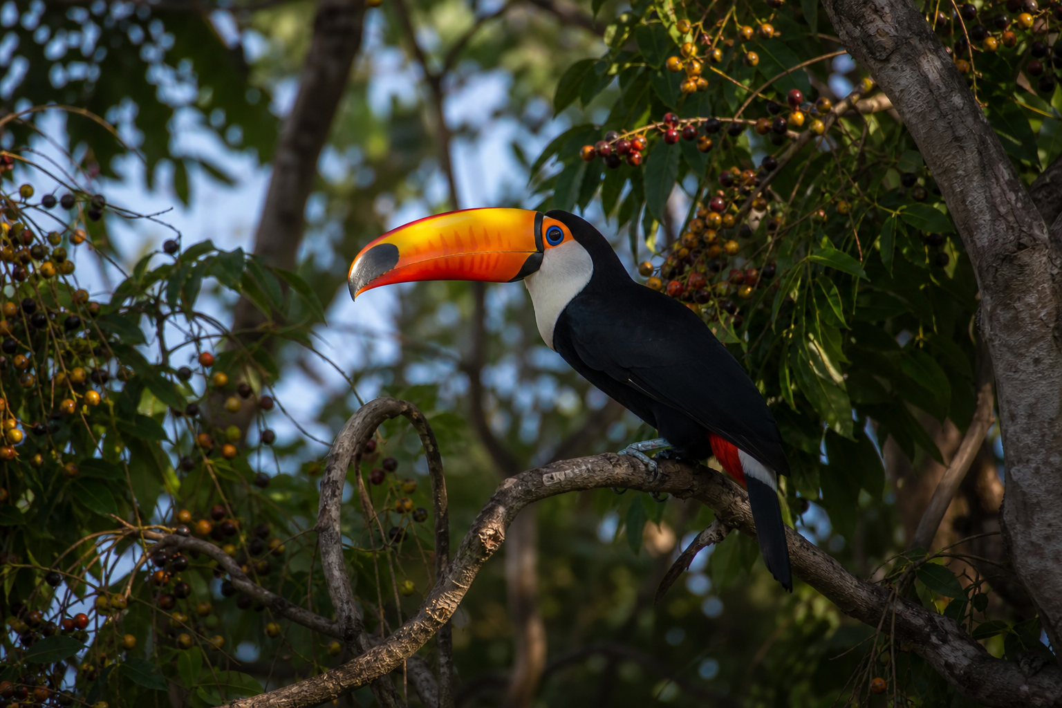 Toco Toucan