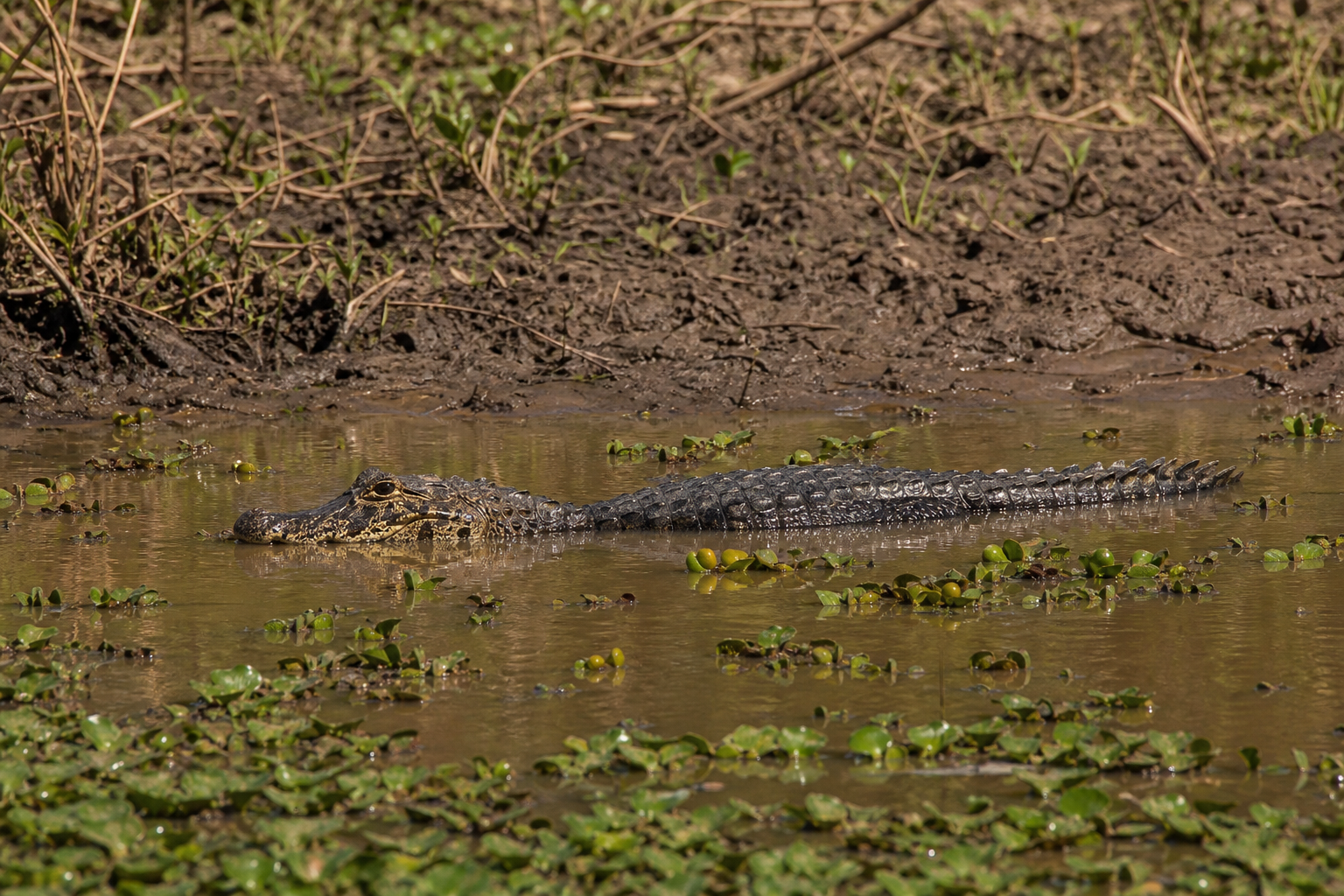 Yacare Caiman