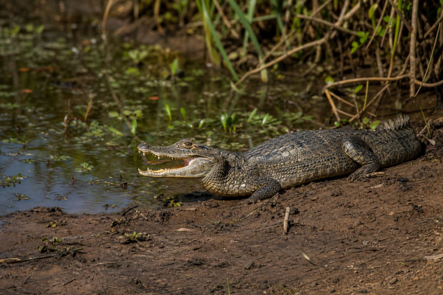 Yacare Caiman - Conservation Photography