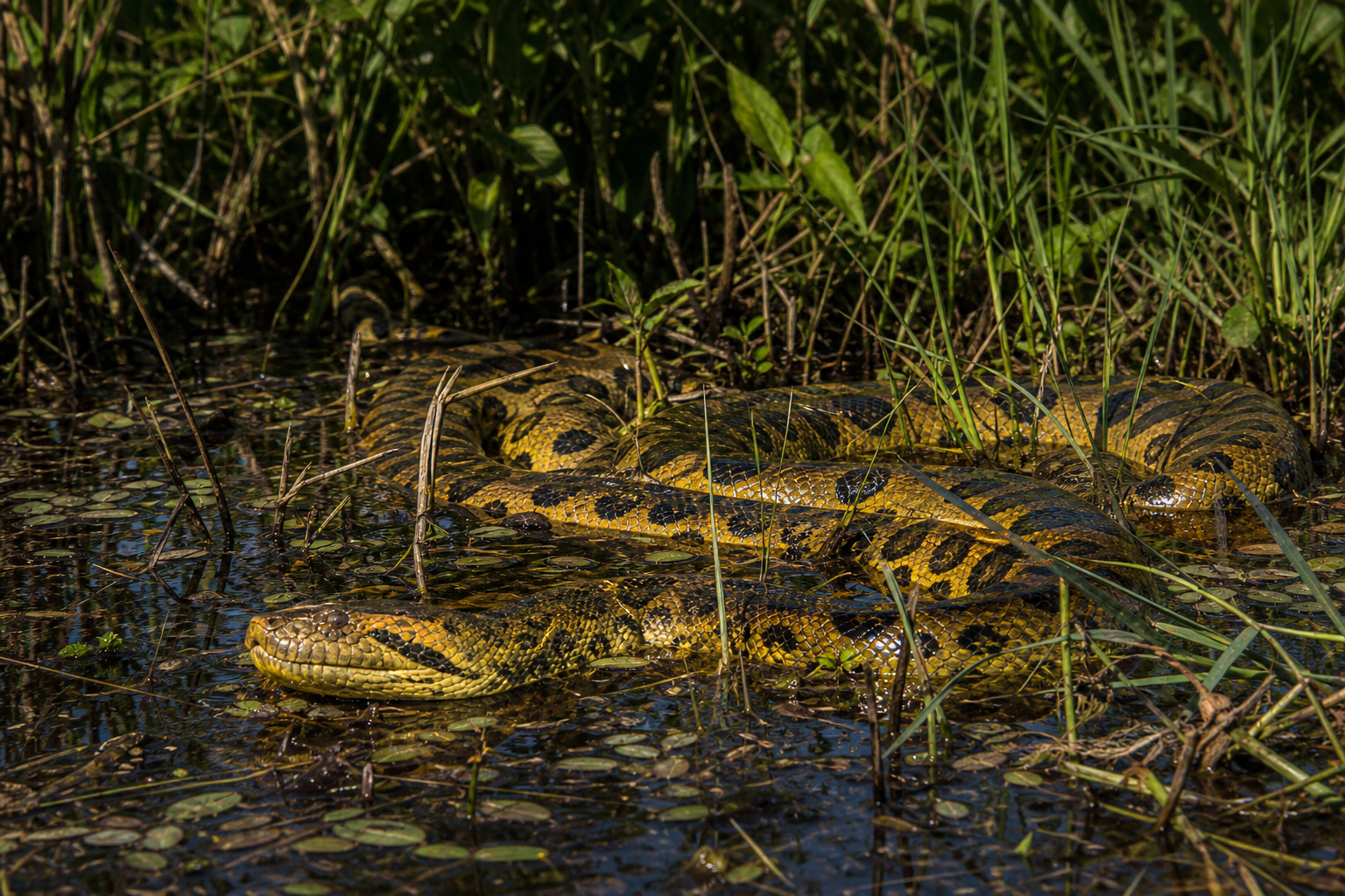 Yellow Anaconda