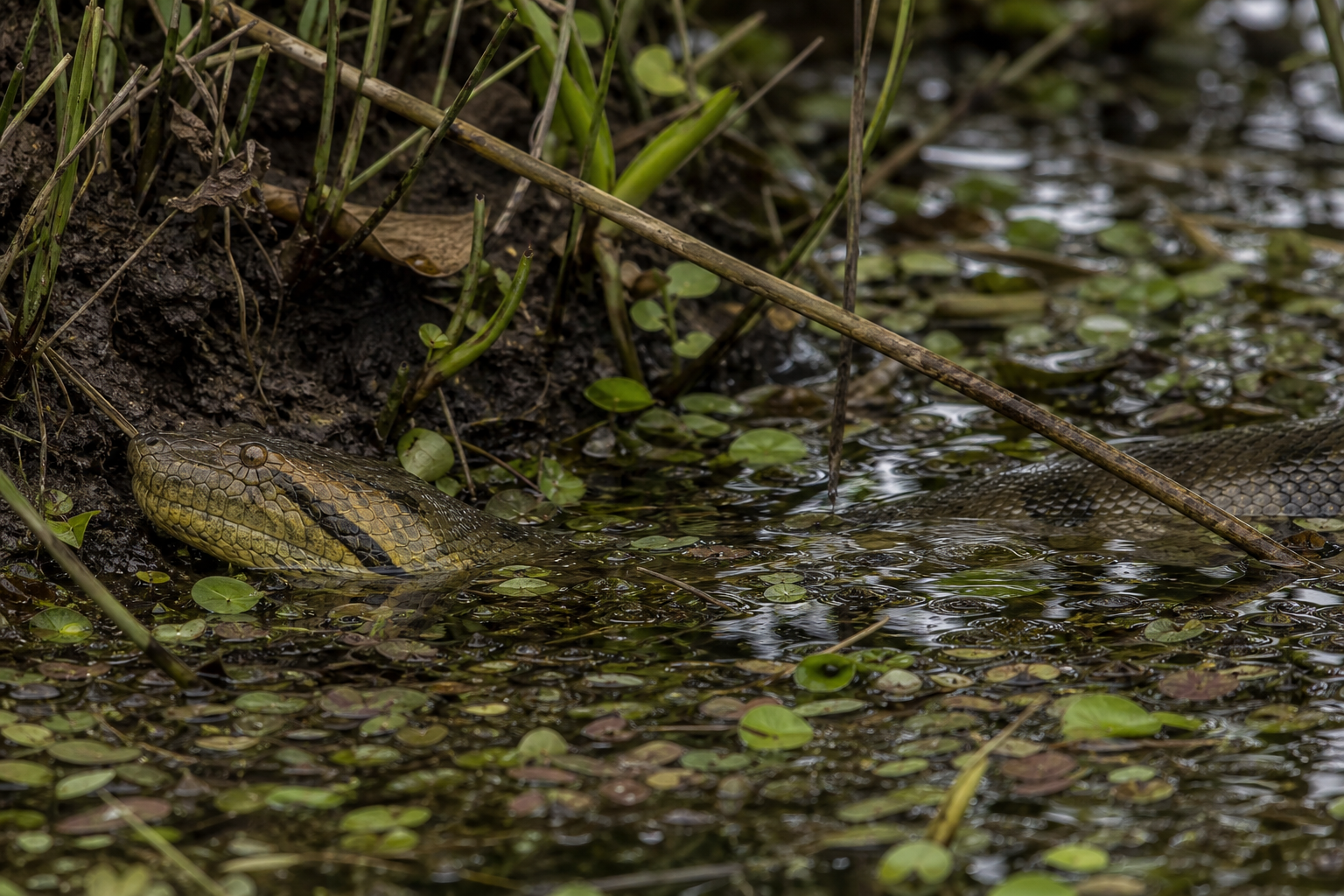 Yellow Anaconda - Conservation Photography