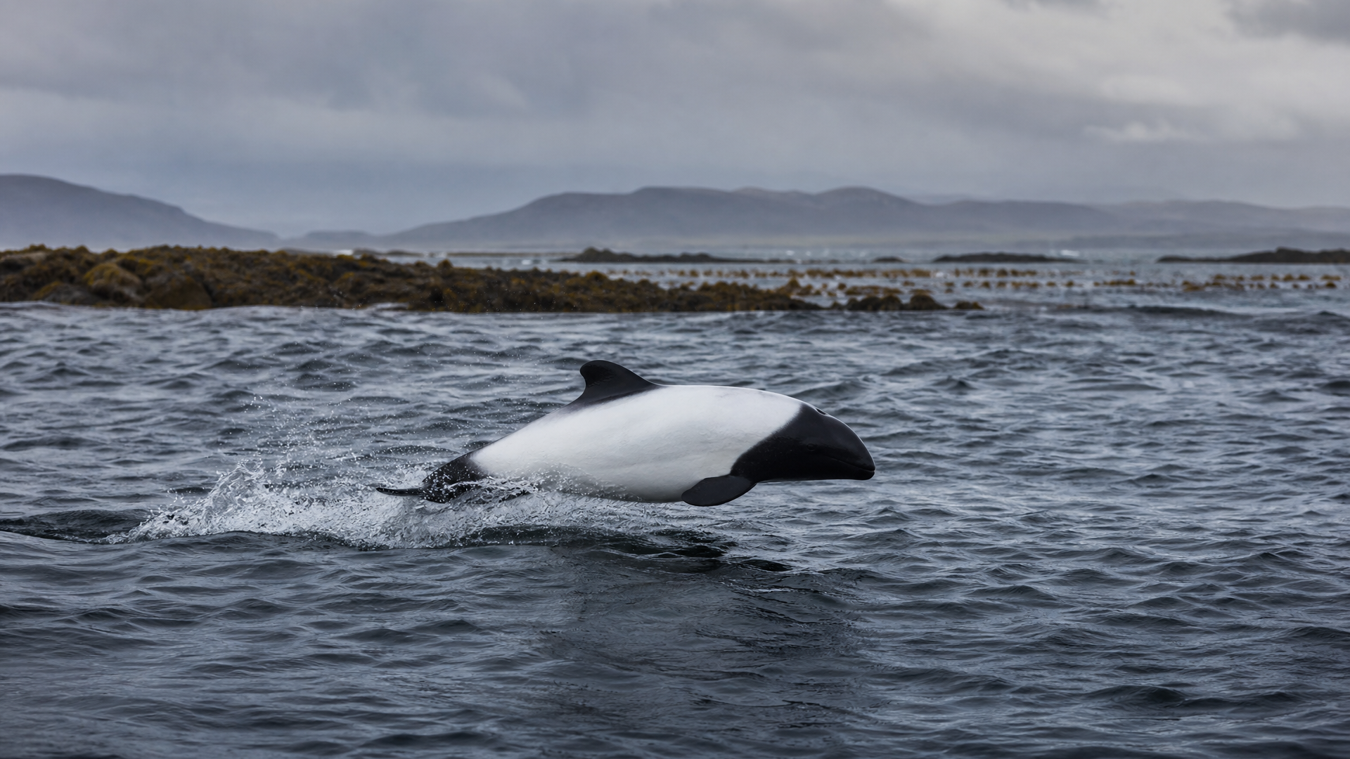 Commerson's Dolphin - Poster still