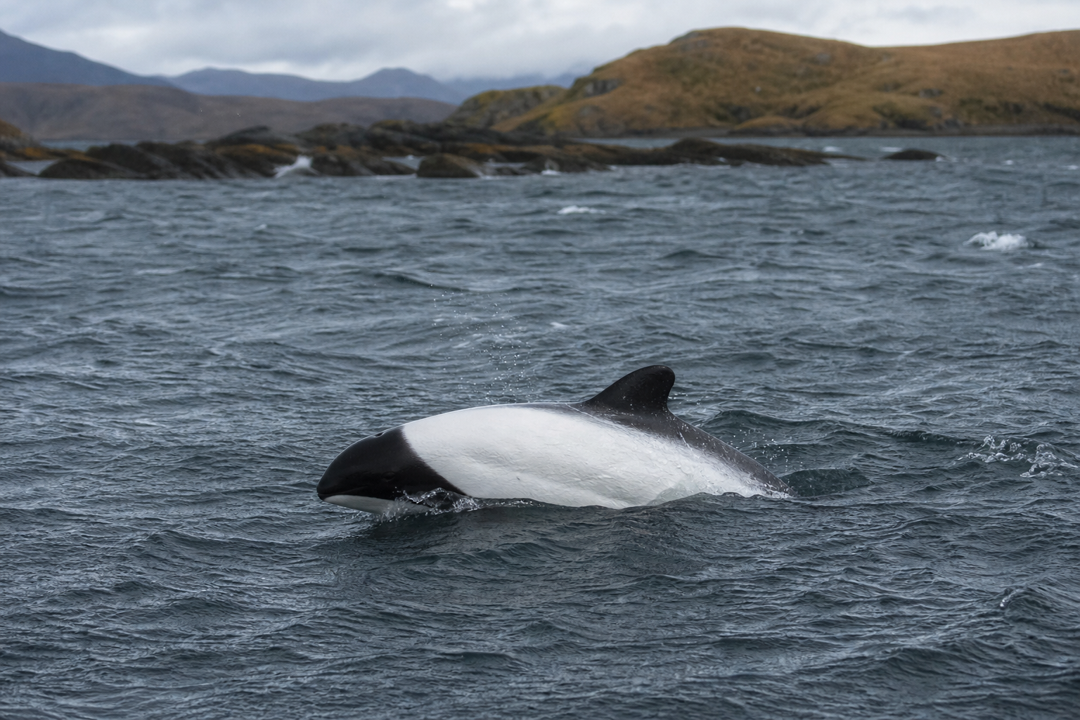 Commerson's Dolphin