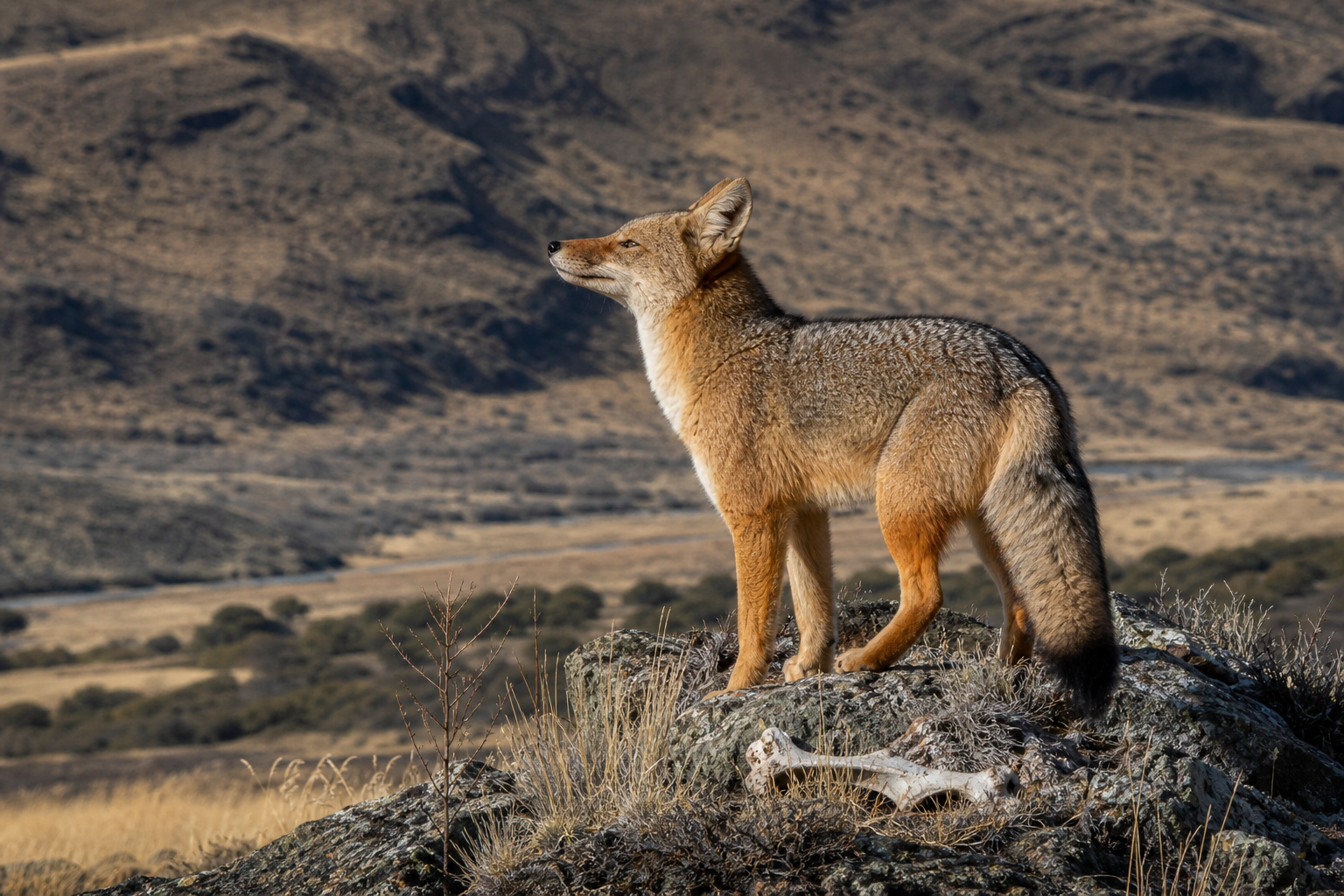 Culpeo - Conservation Photography