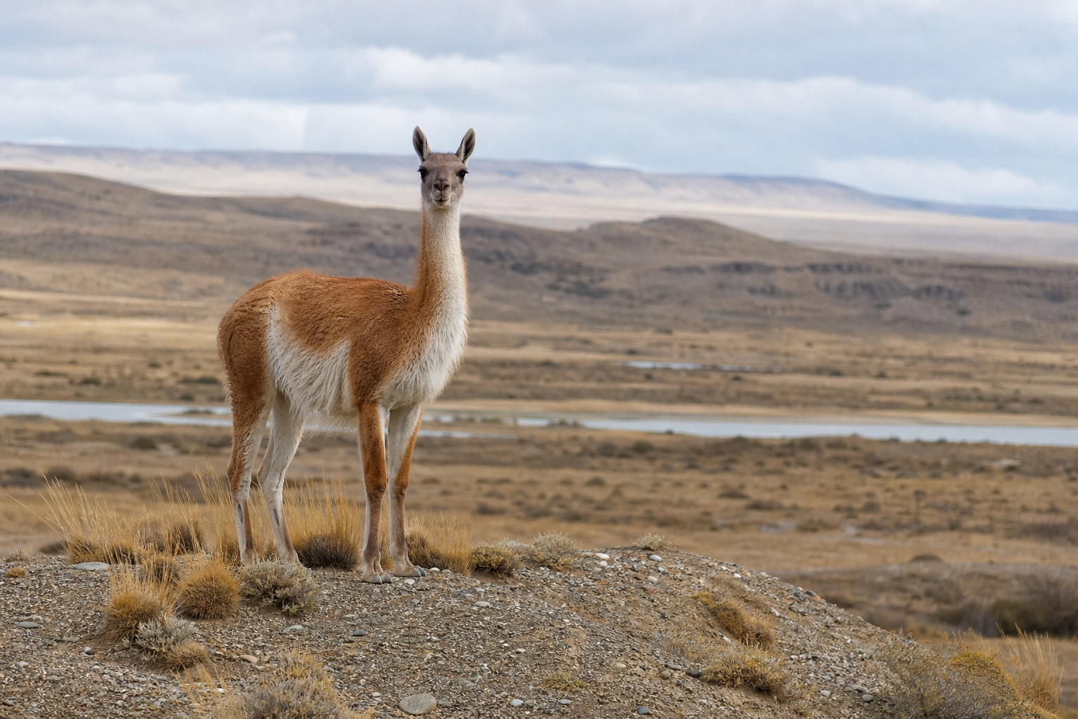 Guanaco