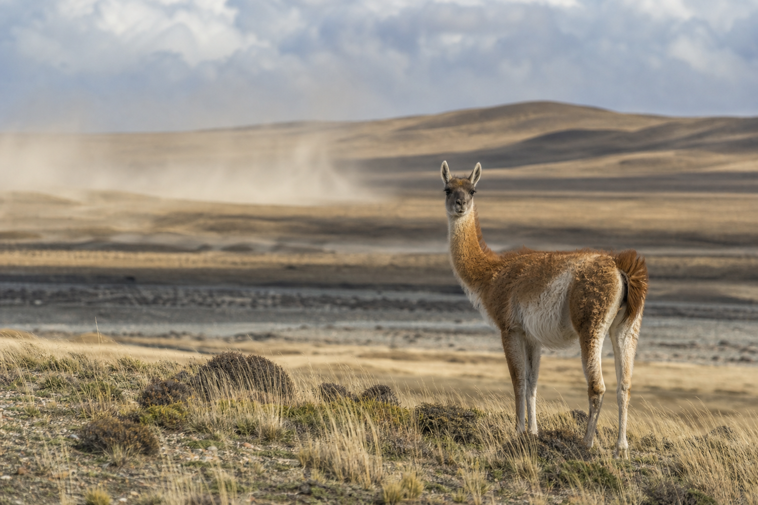 Guanaco - Conservation Photography
