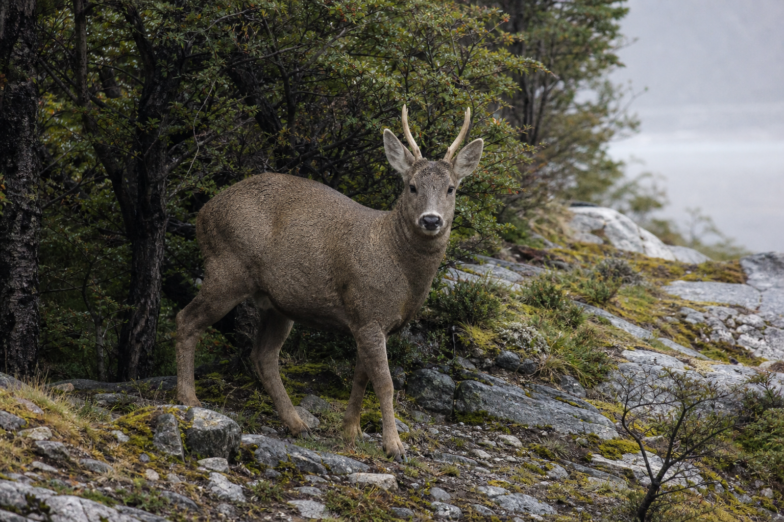 Huemul Deer