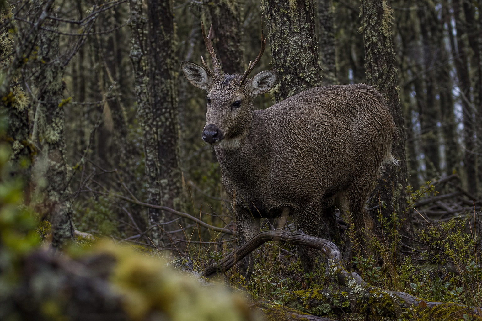 Huemul Deer - Conservation Photography