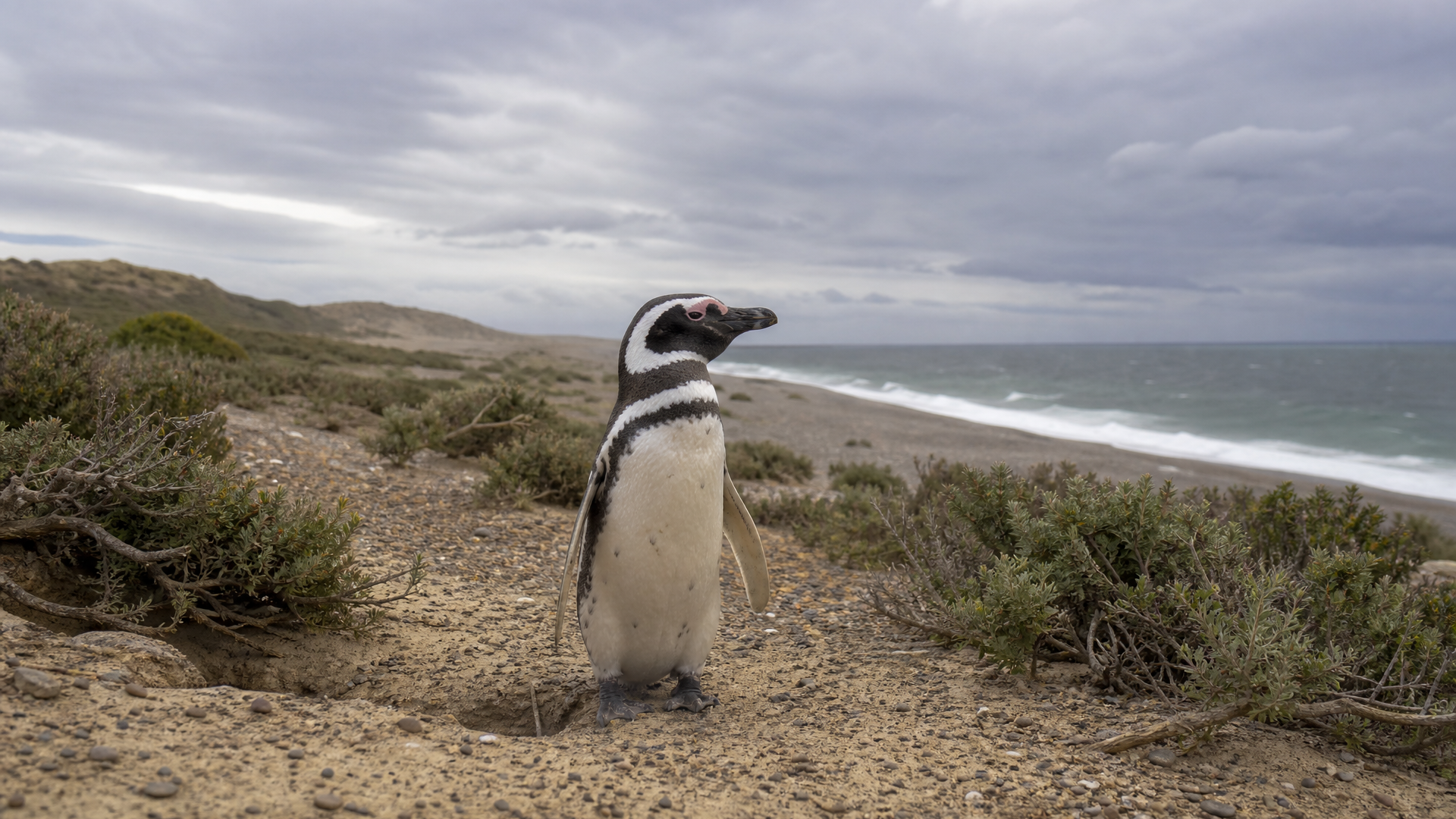 Magellanic Penguin - Poster still