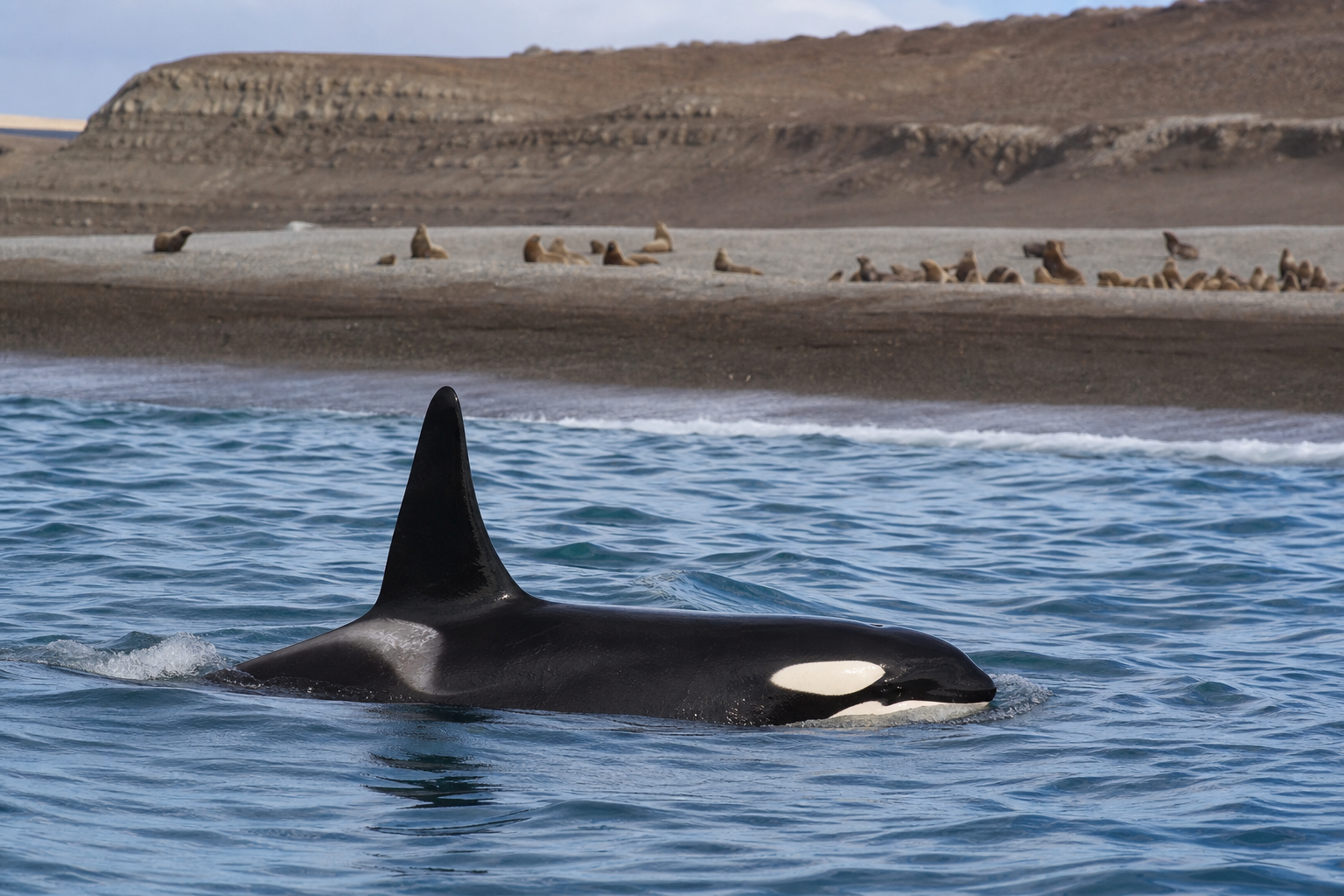 Orca